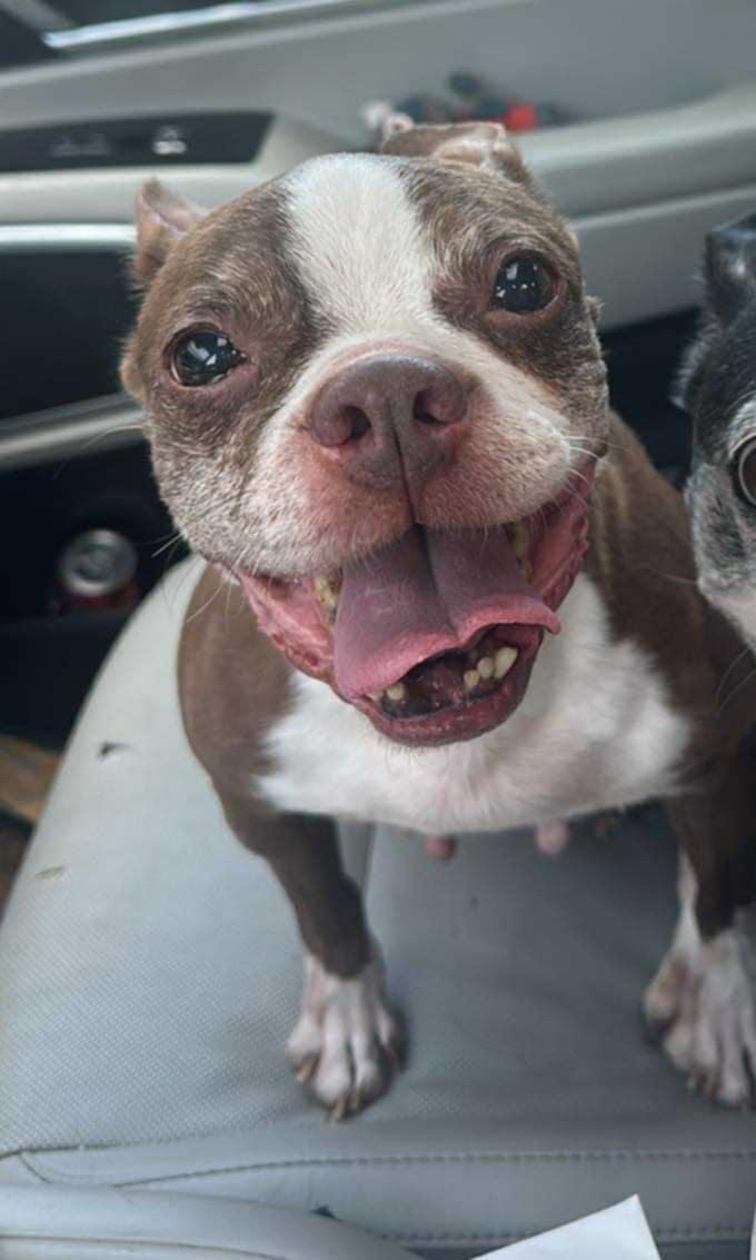China (Scott-Fostered in TN) photo 5