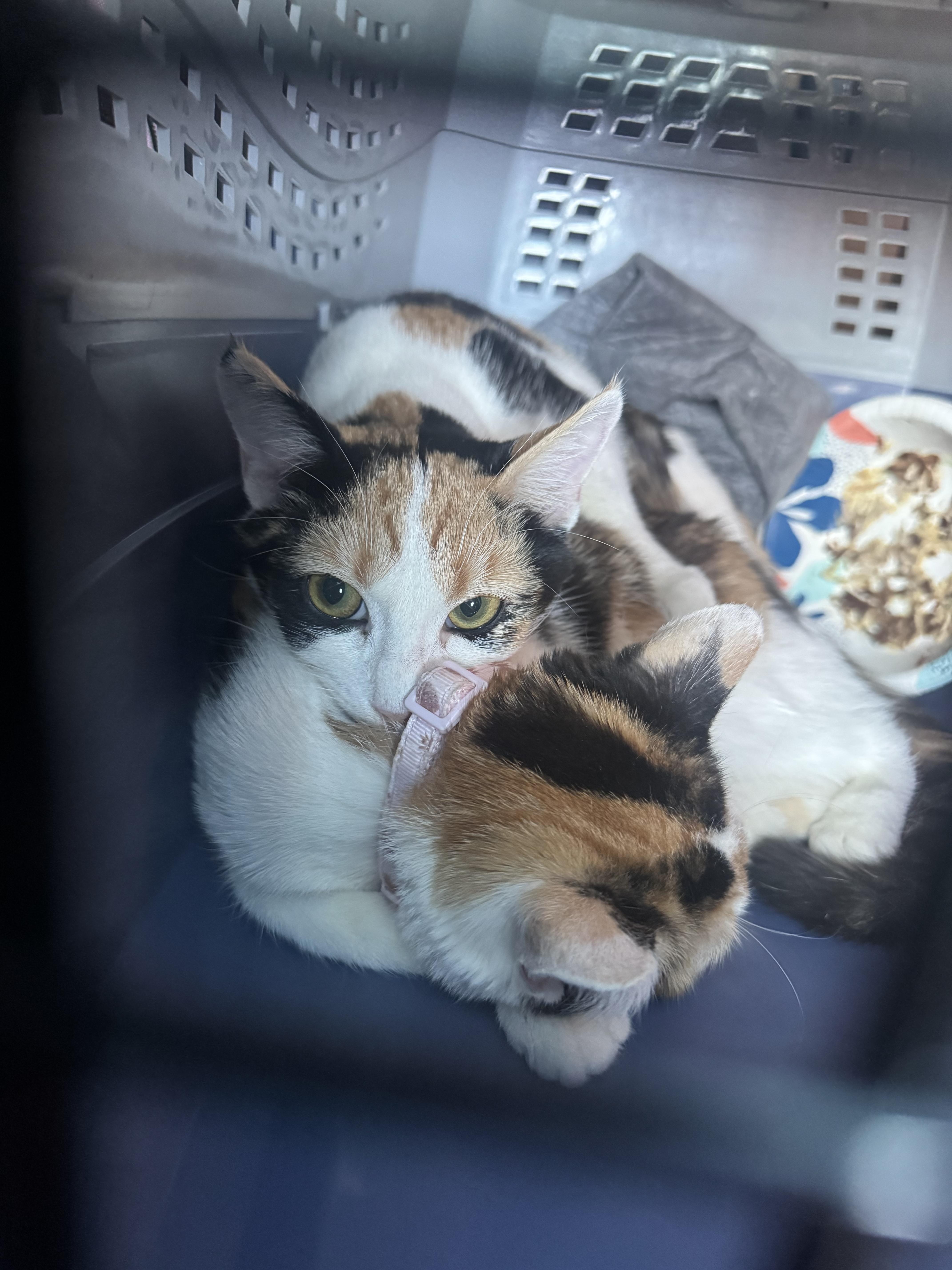 Maxie, Adoptable, Kitten Female Calico.