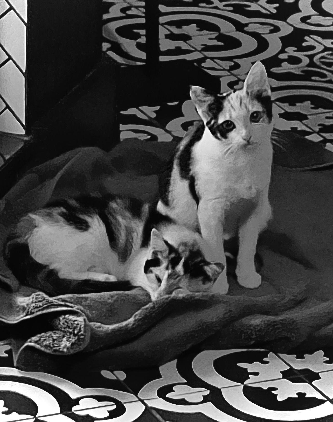 Enlarge Maxie, a Adoptable Calico in Jersey City, NJ image 2/5