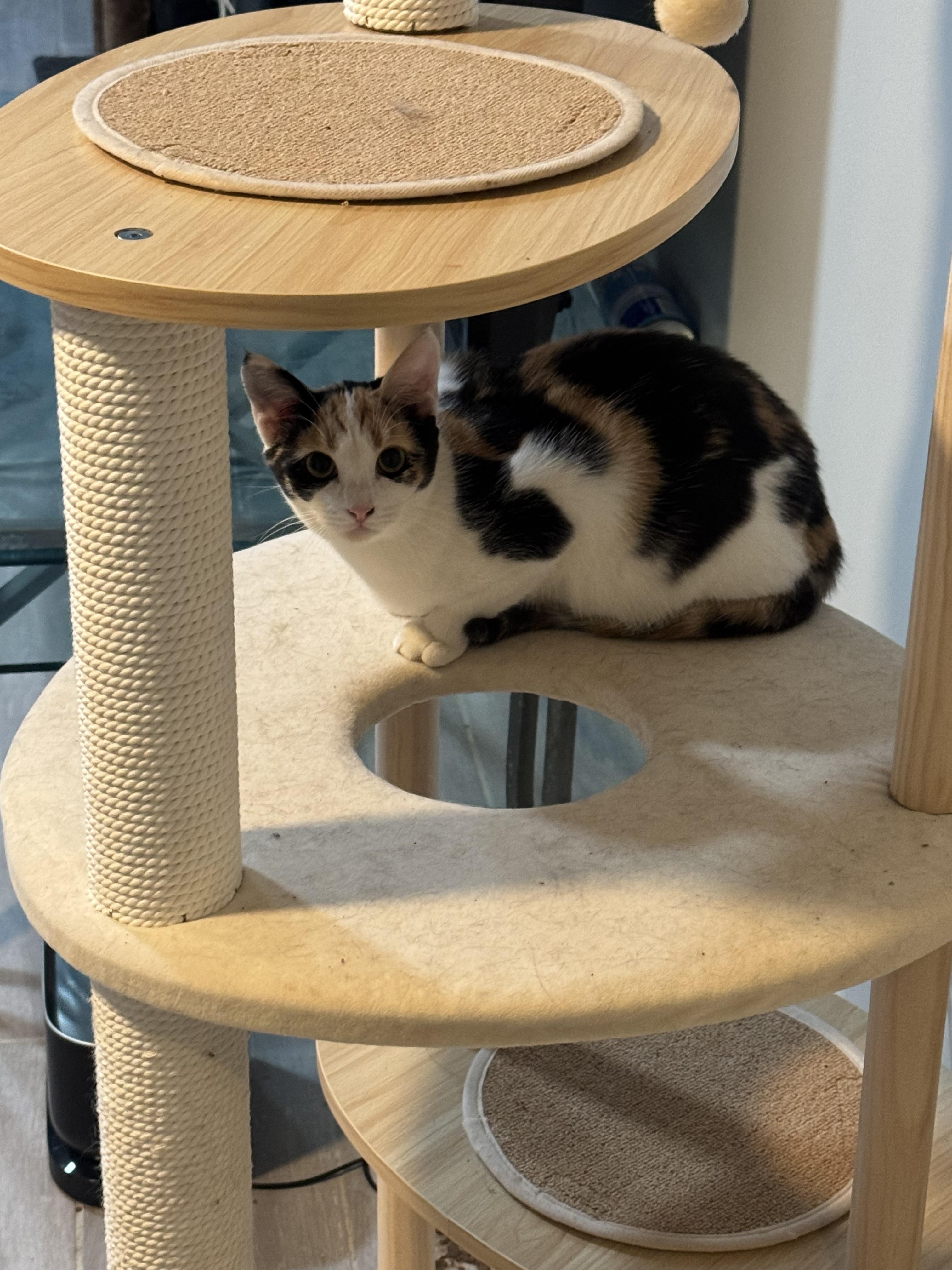 Enlarge Maxie, a Adoptable Calico in Jersey City, NJ image 3/5