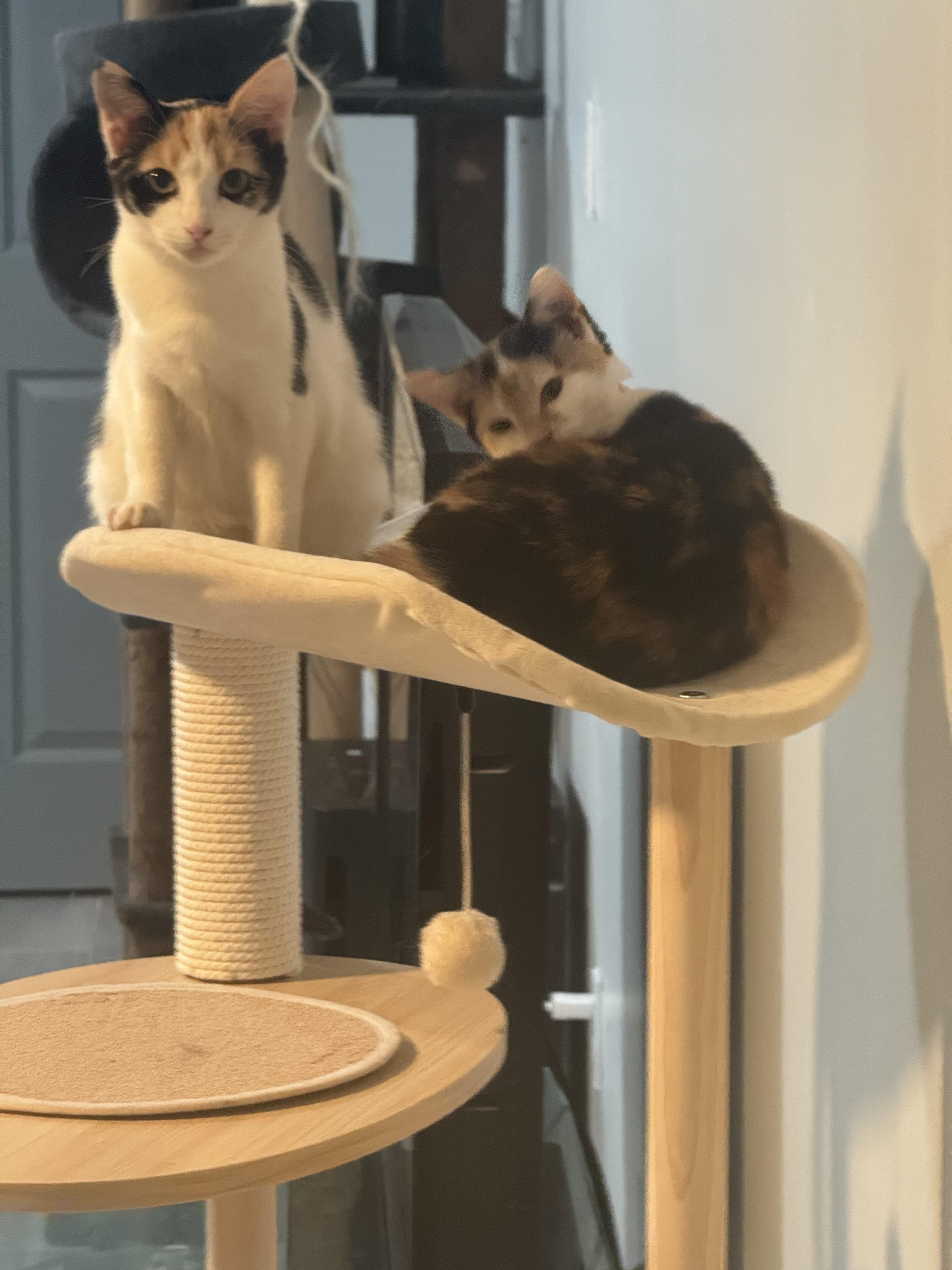 Enlarge Maxie, a Adoptable Calico in Jersey City, NJ image 4/5