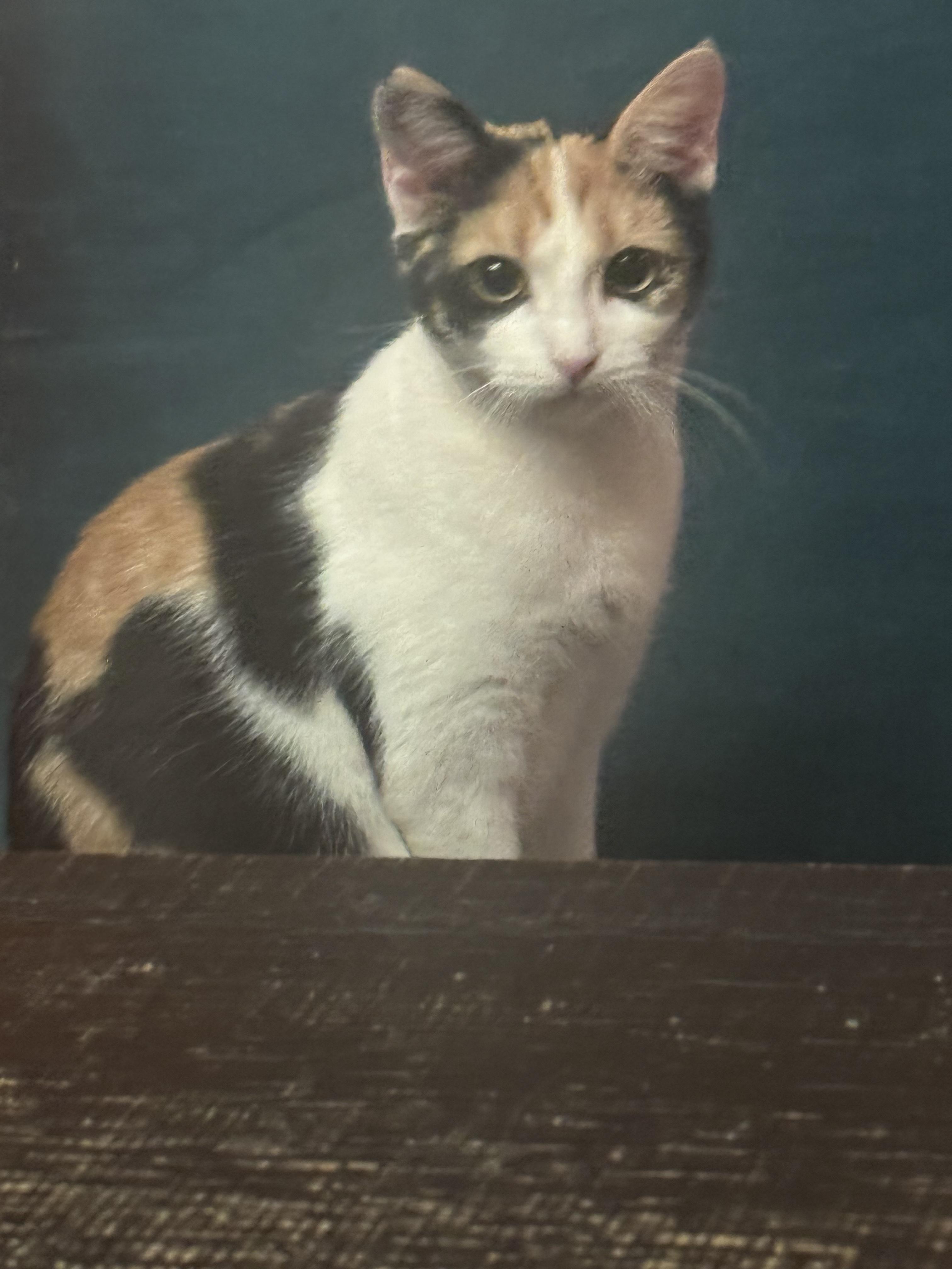 Enlarge Maxie, a Adoptable Calico in Jersey City, NJ image 5/5