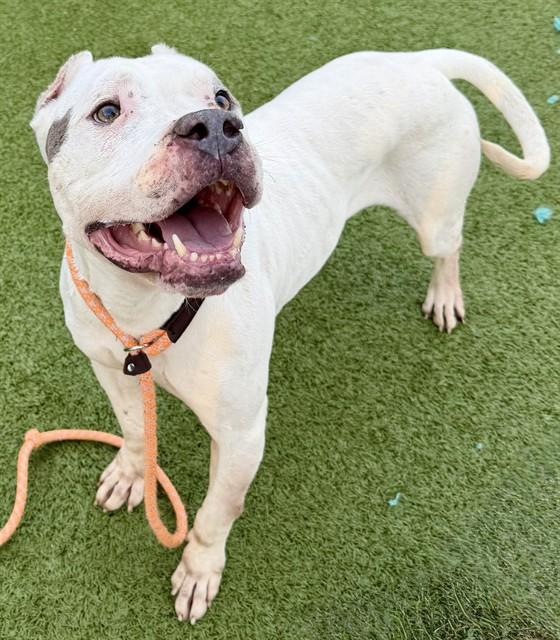 ROLAND — thumbnail 2