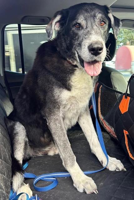 Ole Man River "River", Adoptable, Senior Male Mixed Breed.