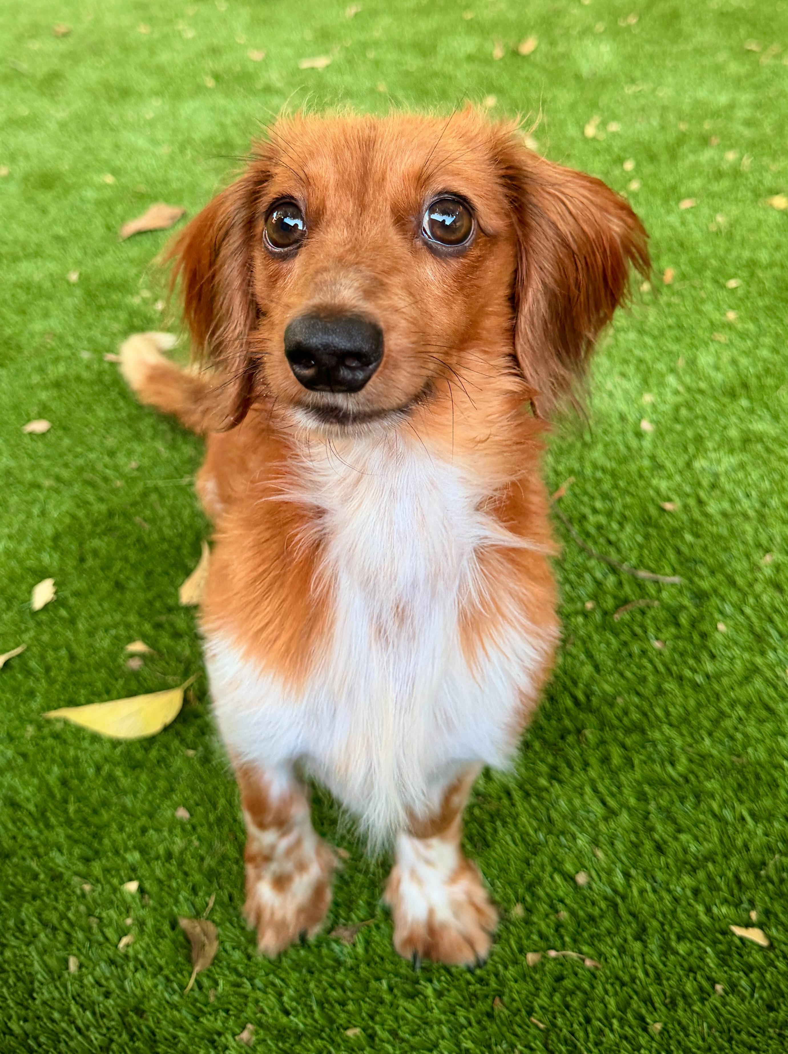 Enlarge Bubba-COMING SOON, a Adopted Dachshund (Long Haired) in Bridgeton, MO image 2/4