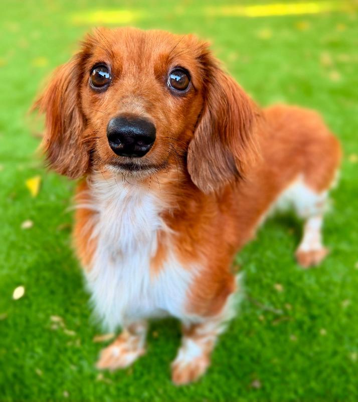 Bubba-COMING SOON, Adopted, Young Male Dachshund (Long Haired).