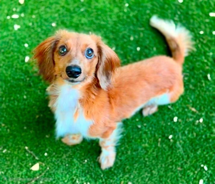 Enlarge Bubba-COMING SOON, a Adopted Dachshund (Long Haired) in Bridgeton, MO image 3/4