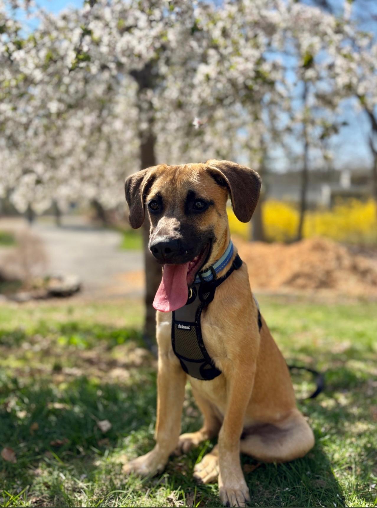 Indy, a Adoptable Labrador Retriever in Westport, CT image 2/2
