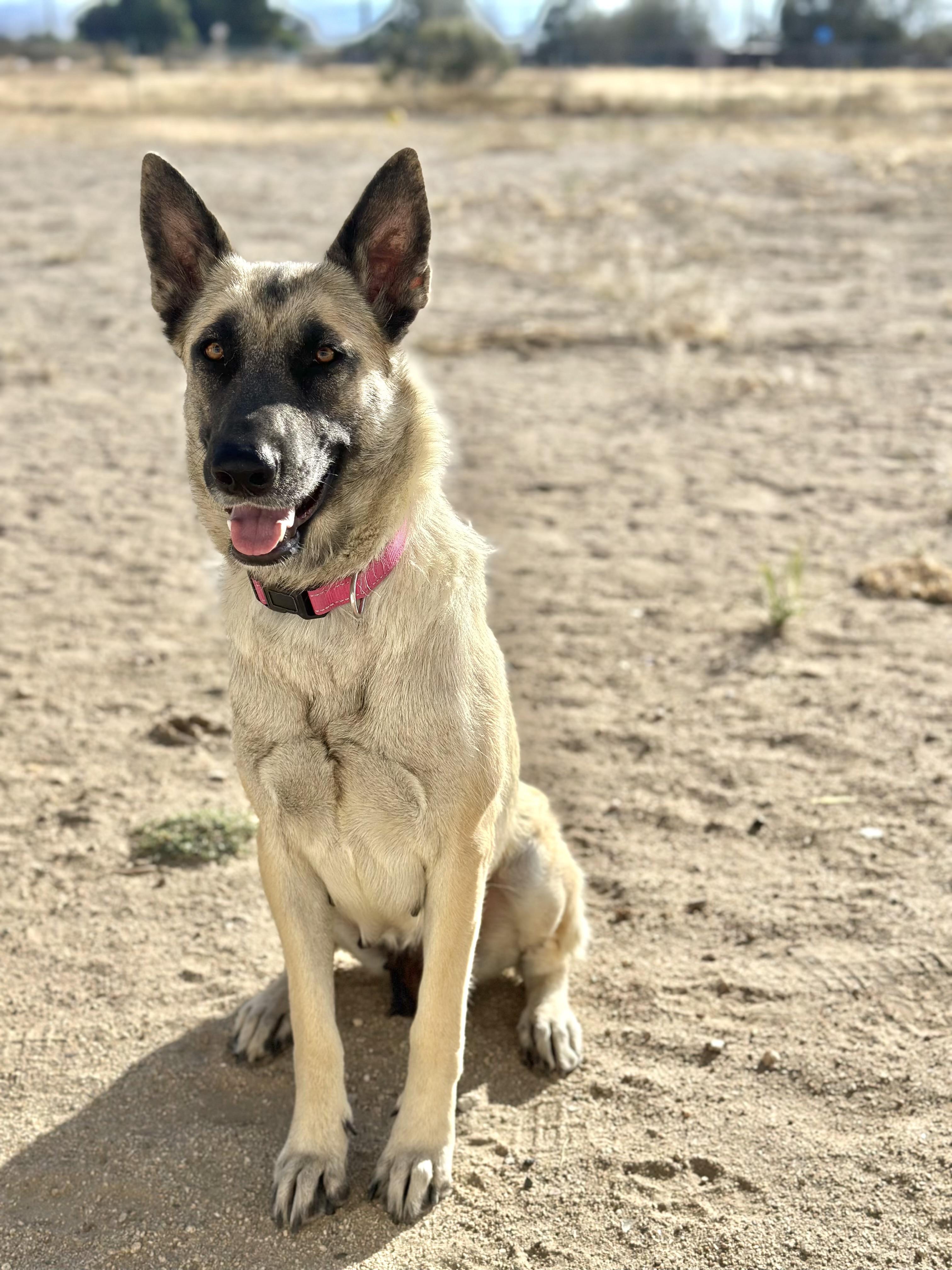 Enlarge Janie, a Adoptable Shepherd in Sherman Oaks , CA image 5/6