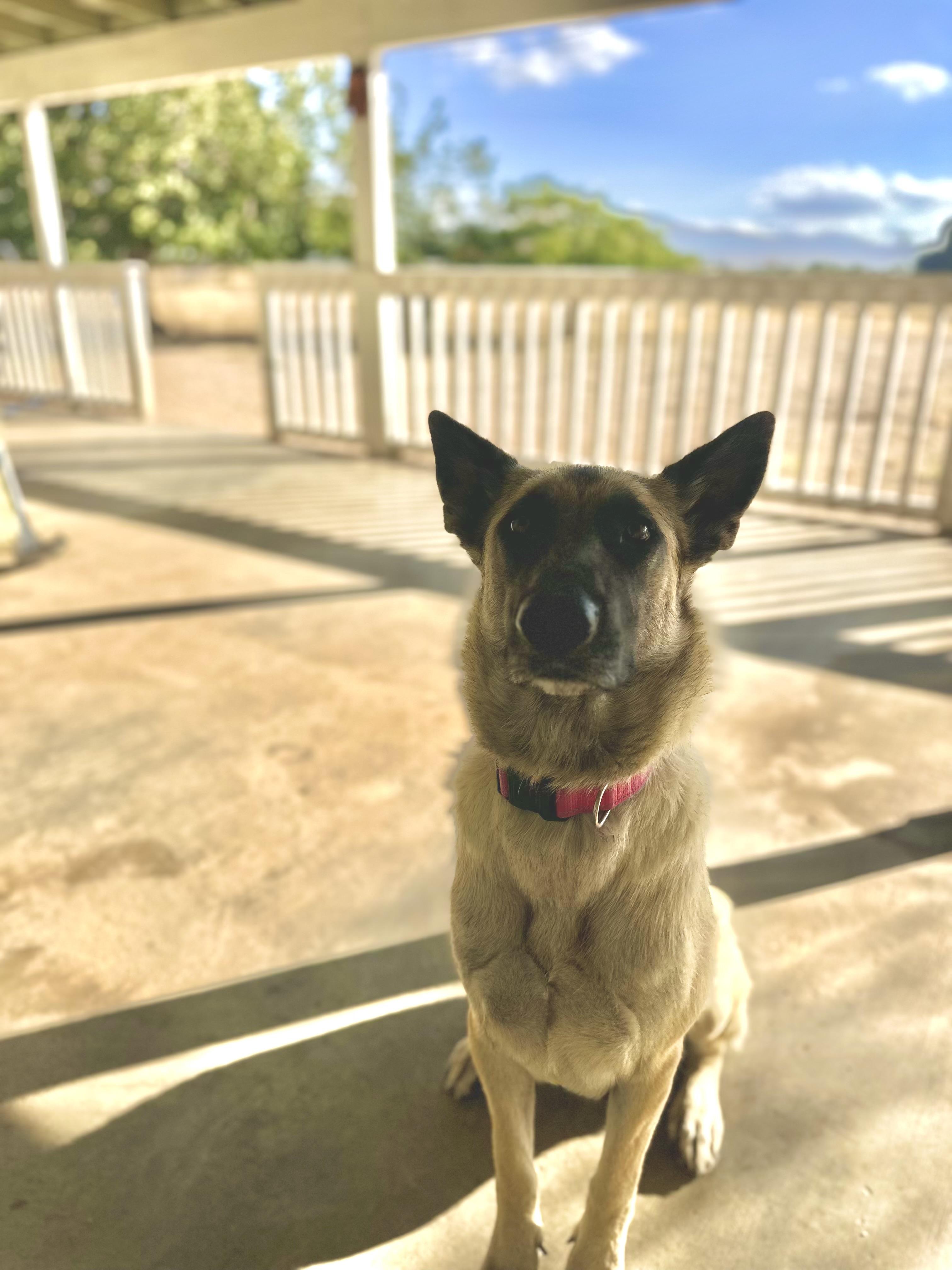 Enlarge Janie, a Adoptable Shepherd in Sherman Oaks , CA image 6/6