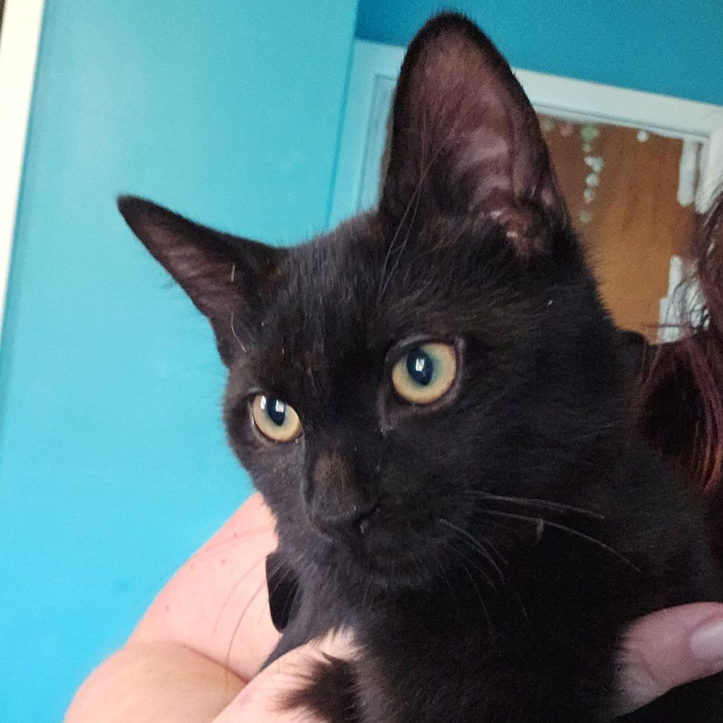 Jinx, Adoptable, Young Male Domestic Short Hair.