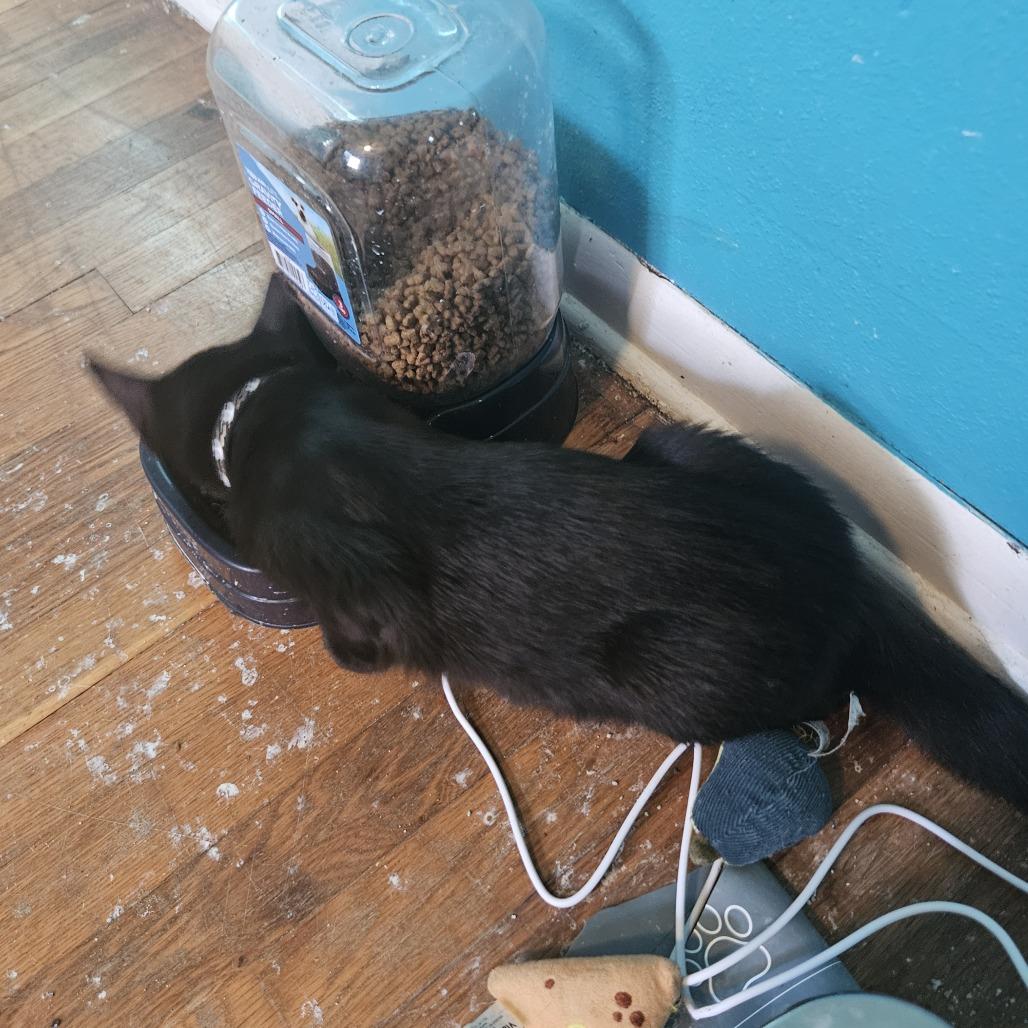 Enlarge Jinx, a Adoptable Domestic Short Hair in Medina, OH image 2/3