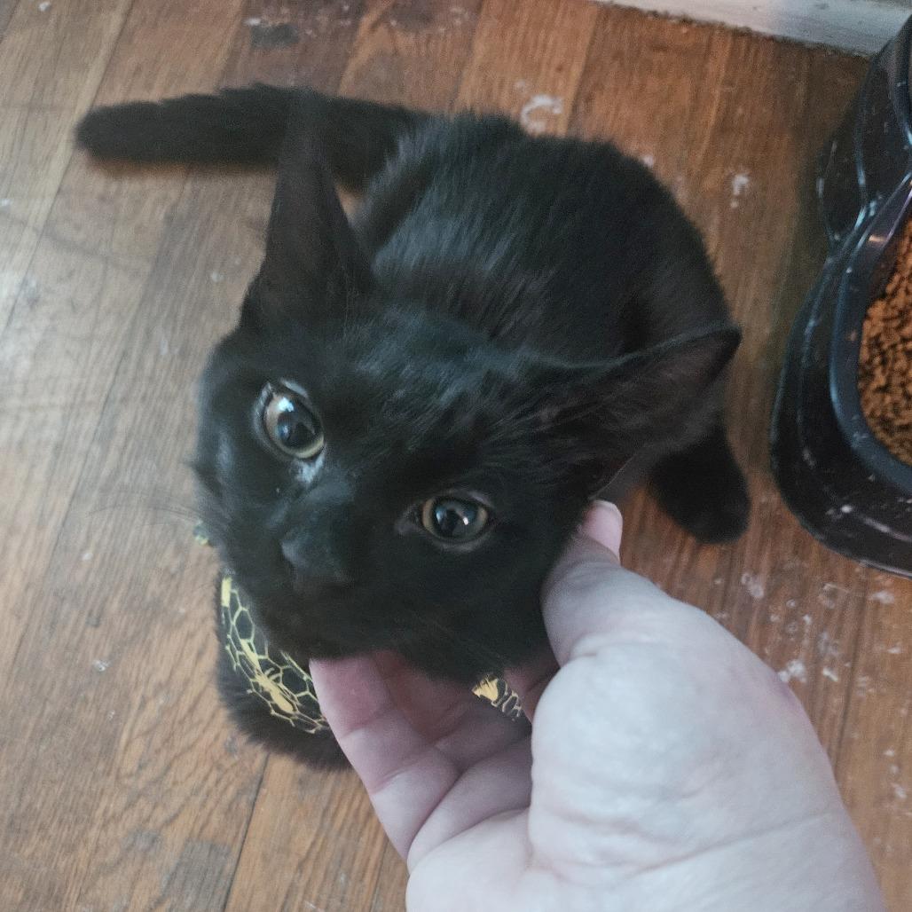 Enlarge Jinx, a Adoptable Domestic Short Hair in Medina, OH image 3/3