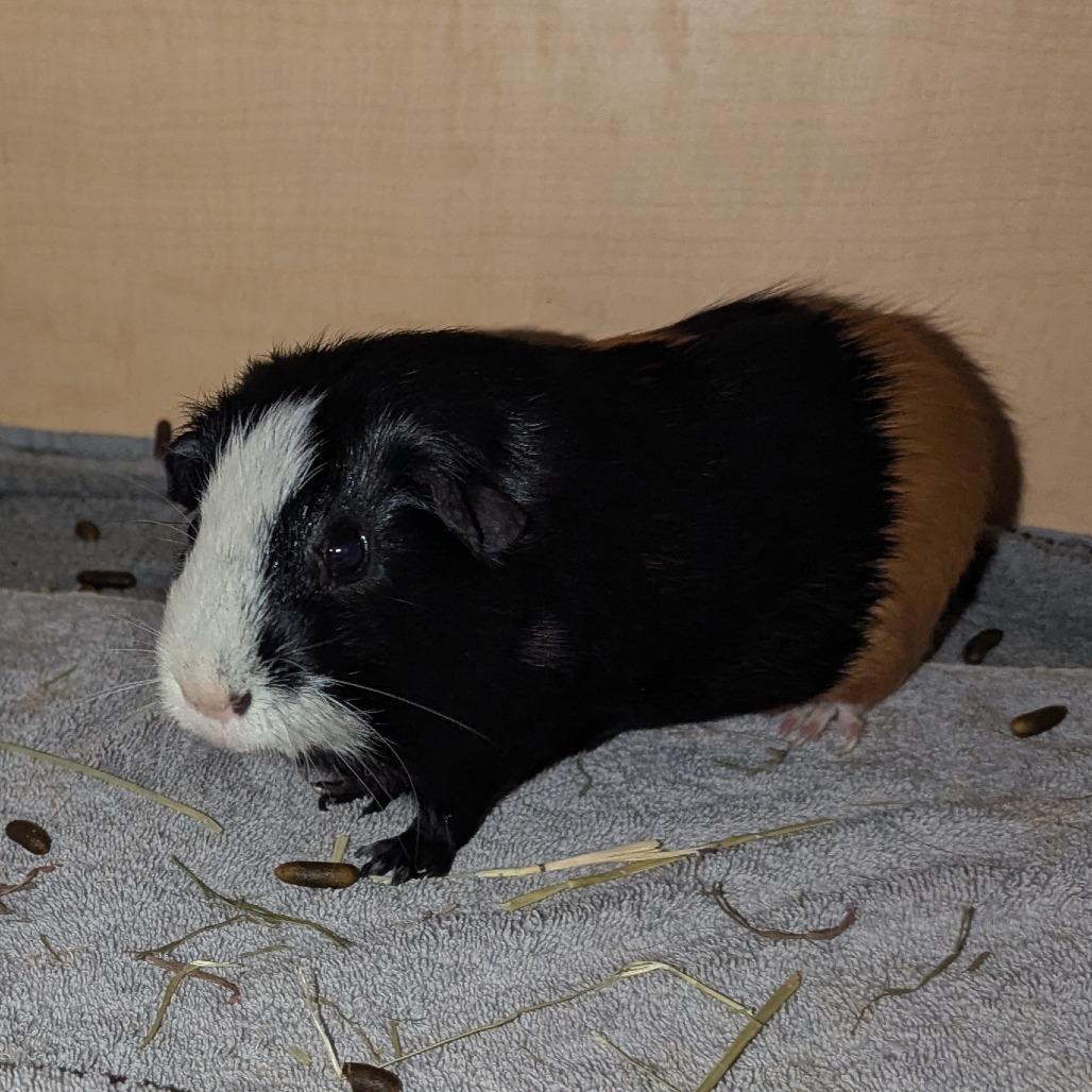 Enlarge Jake, a Adoptable Guinea Pig in Chesapeake, VA image 1/2