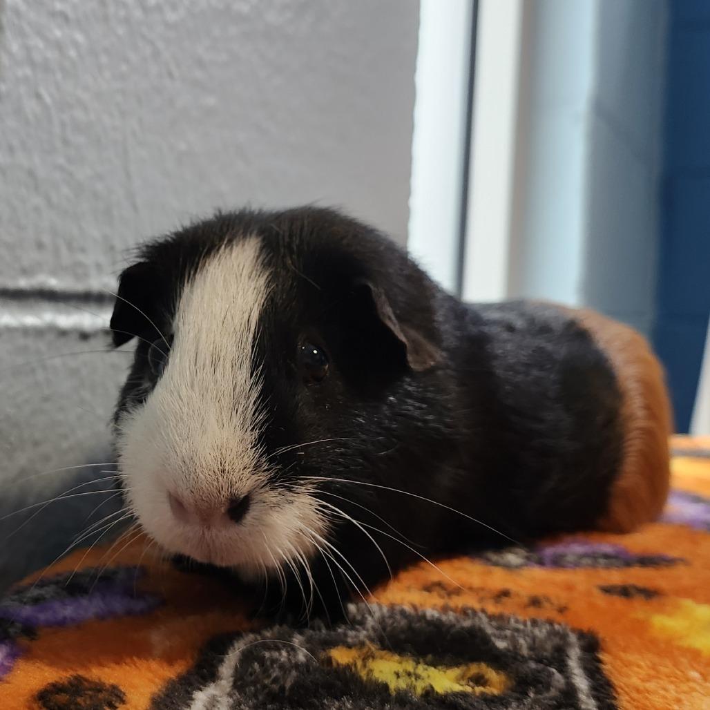Enlarge Jake, a Adoptable Guinea Pig in Chesapeake, VA image 2/2