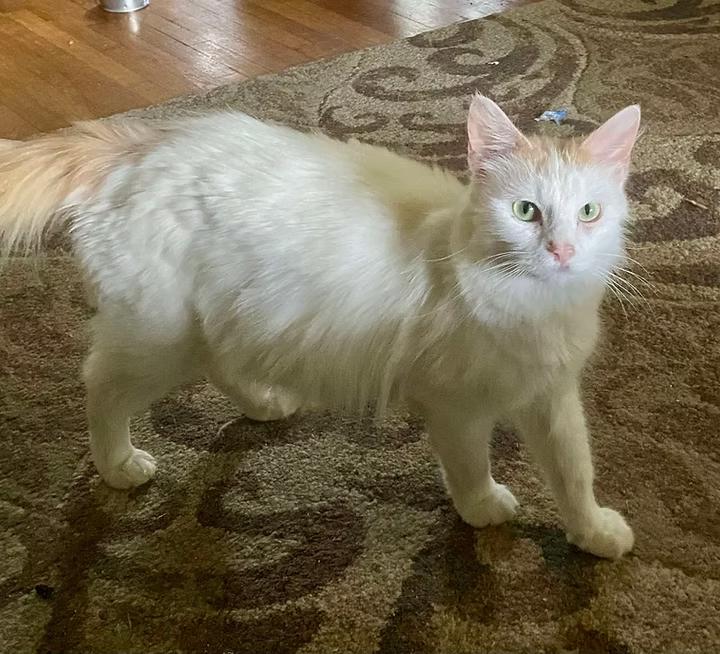 Snoopy, Adoptable, Adult Female Domestic Long Hair.