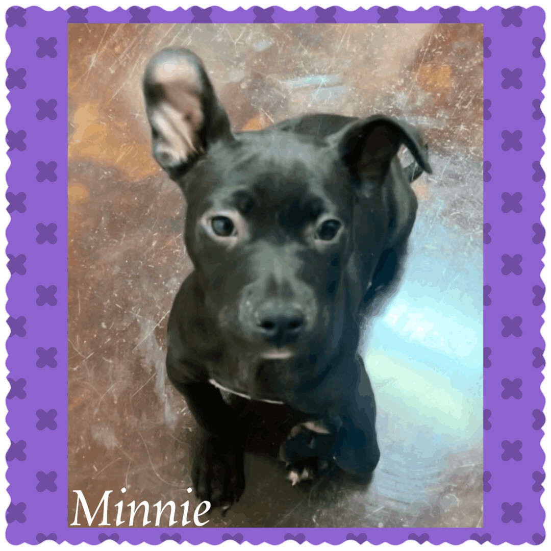 Minnie , Adopted, Puppy Female Pit Bull Terrier.