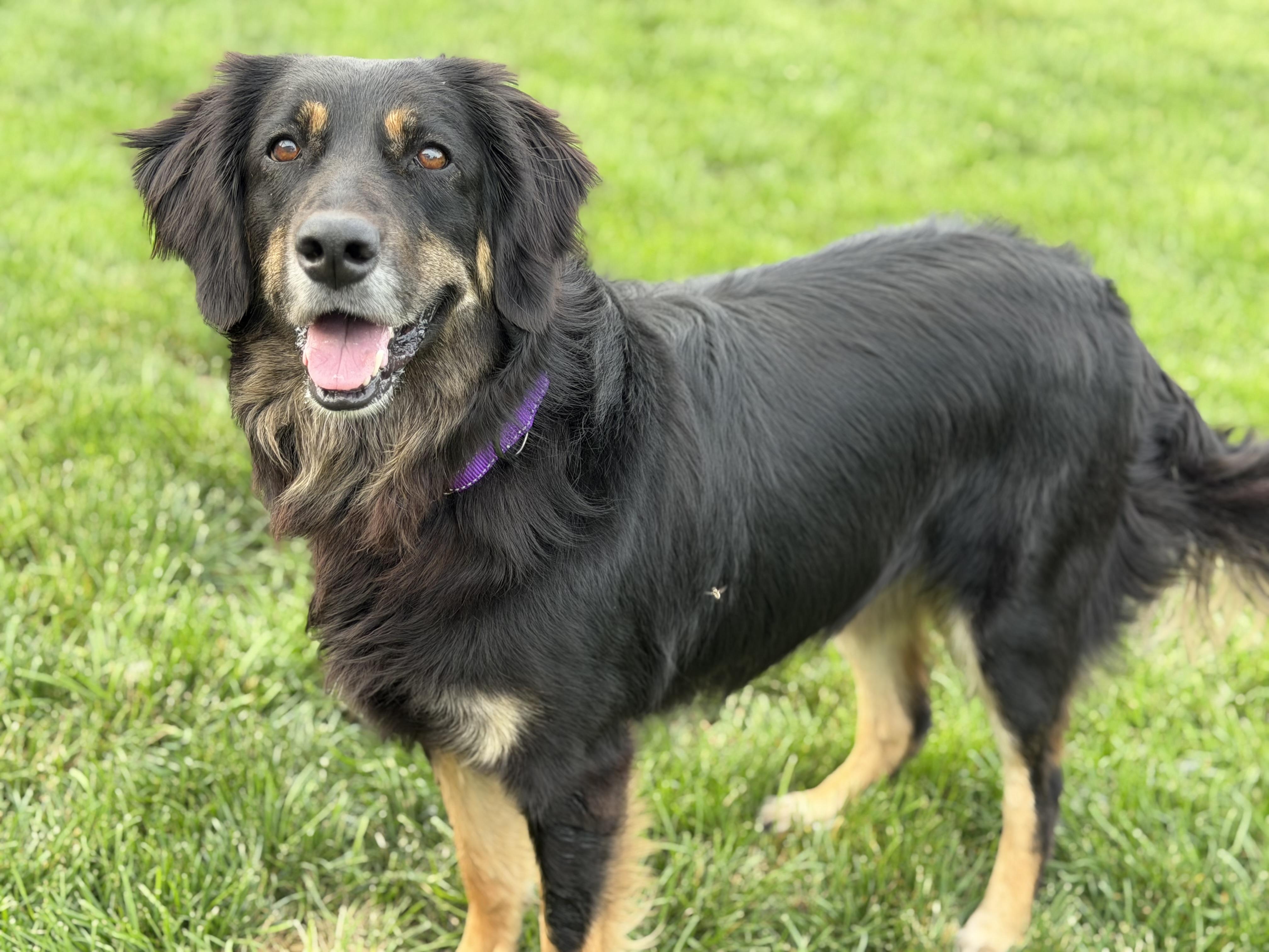Missy, a ADOPTABLE Collie in Seneca Falls, NY image 2/4