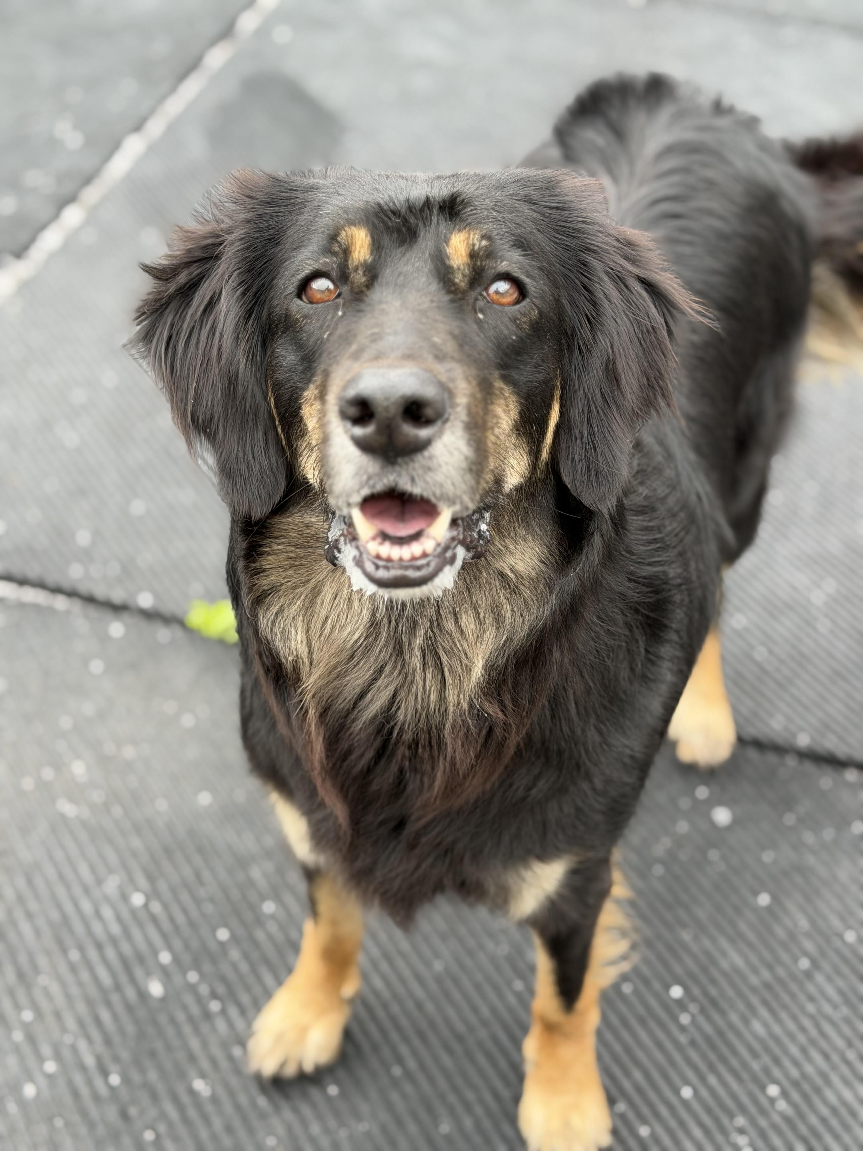 Missy, a ADOPTABLE Collie in Seneca Falls, NY image 3/4