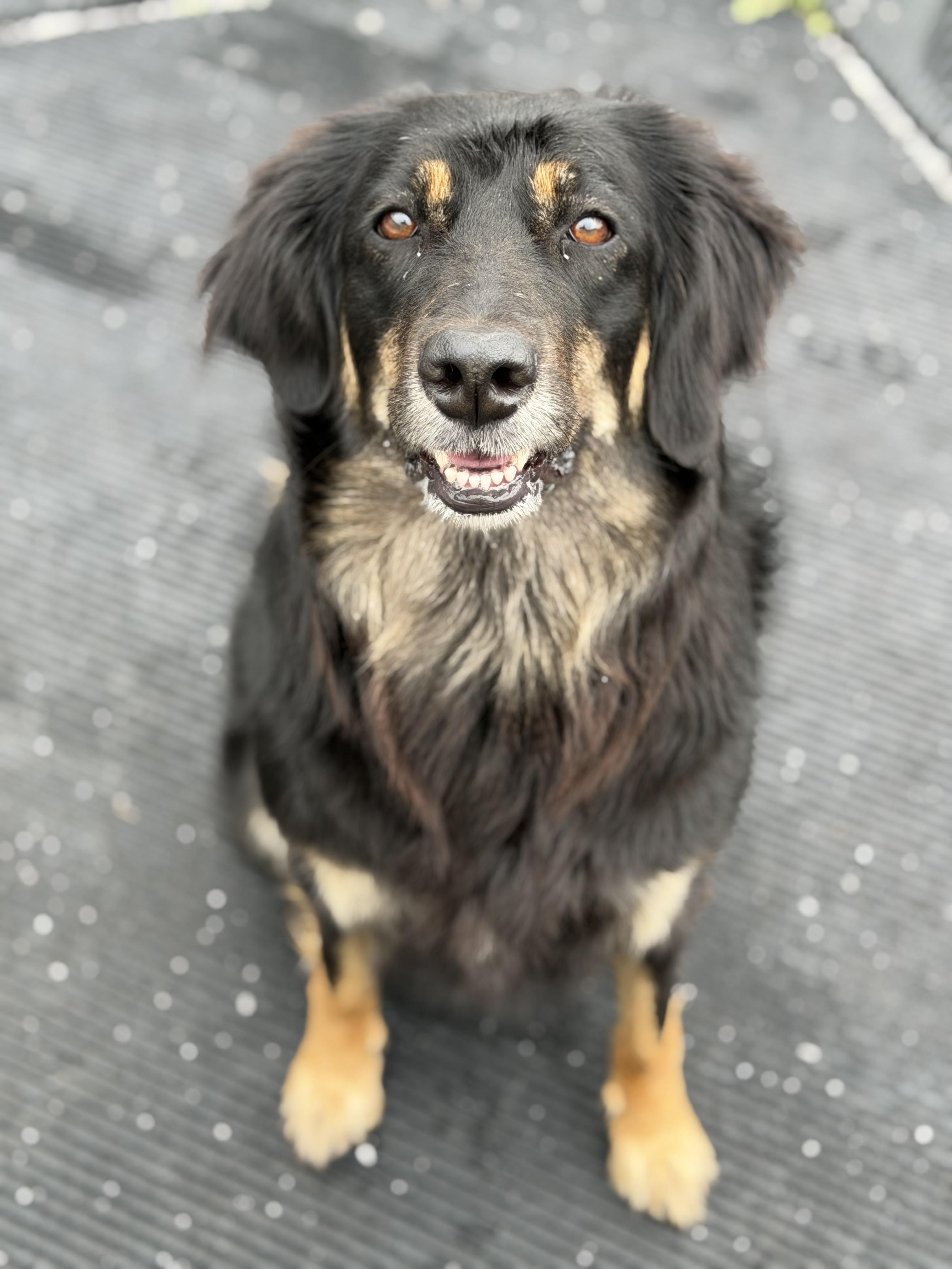 Missy, a ADOPTABLE Collie in Seneca Falls, NY image 4/4