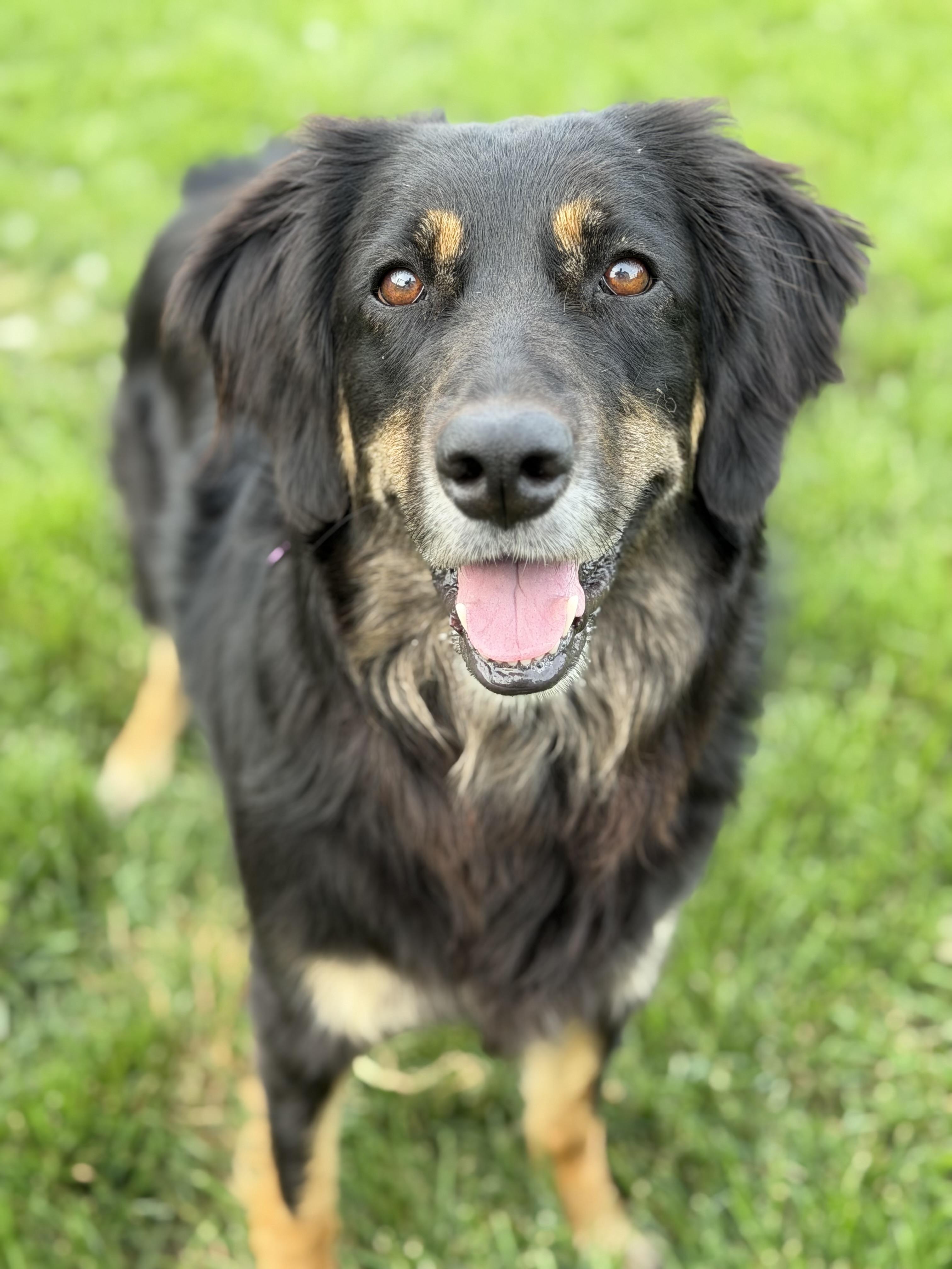 Missy, ADOPTABLE, Adult Female Collie.