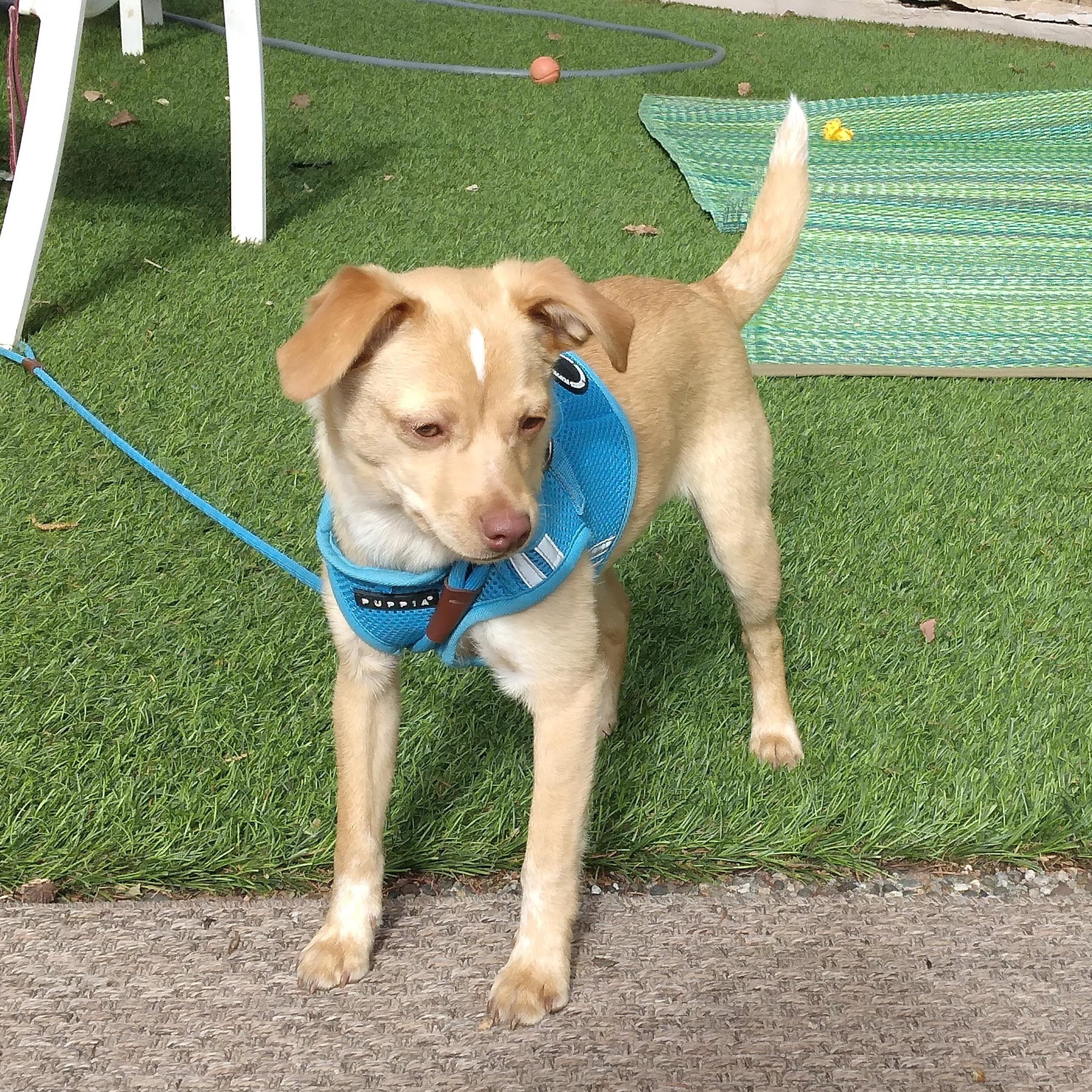 Enlarge Jem, a ADOPTABLE mixed breed in Minneapolis, MN image 6/6