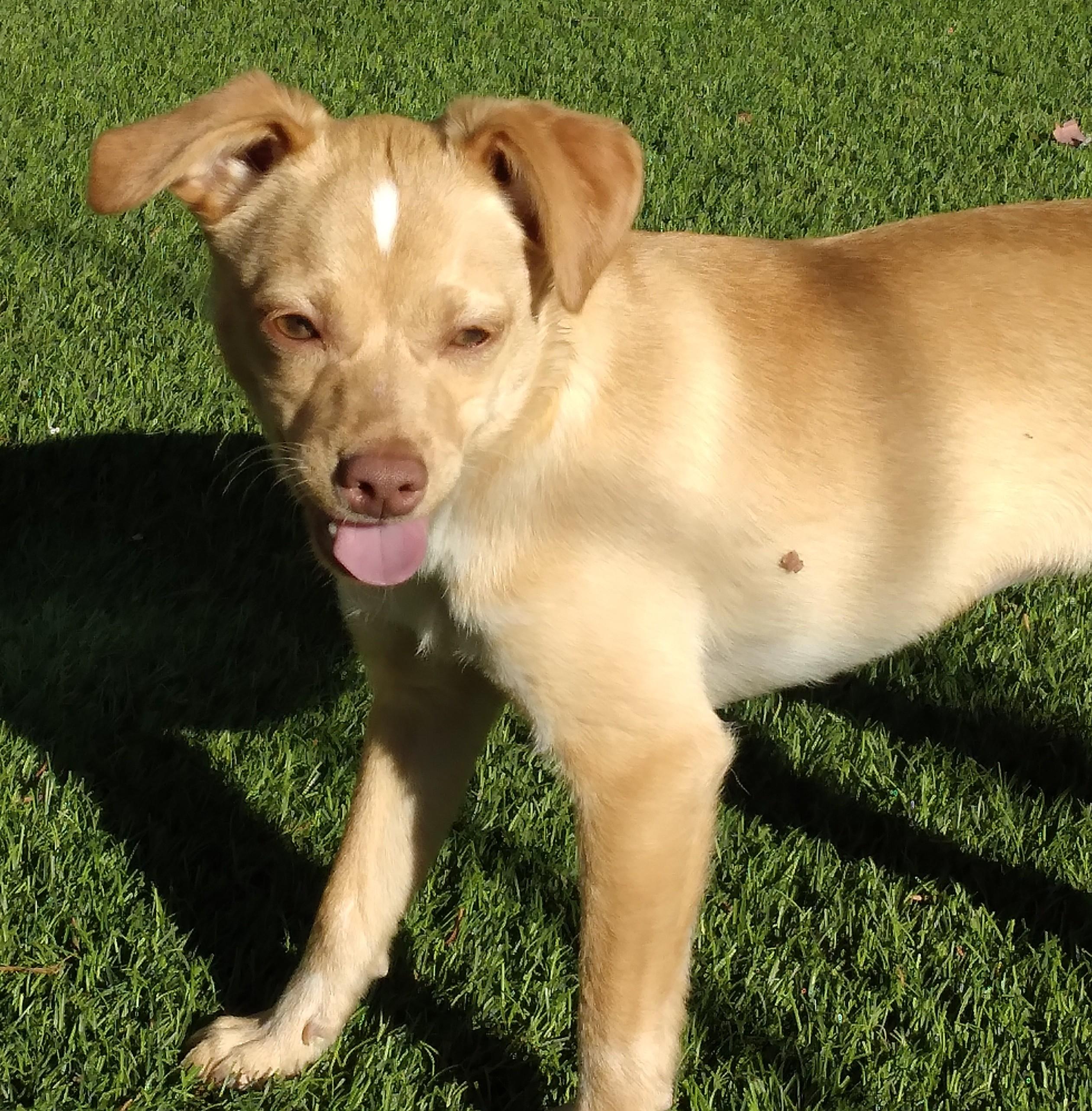 Enlarge Jem, a ADOPTABLE mixed breed in Minneapolis, MN image 5/6
