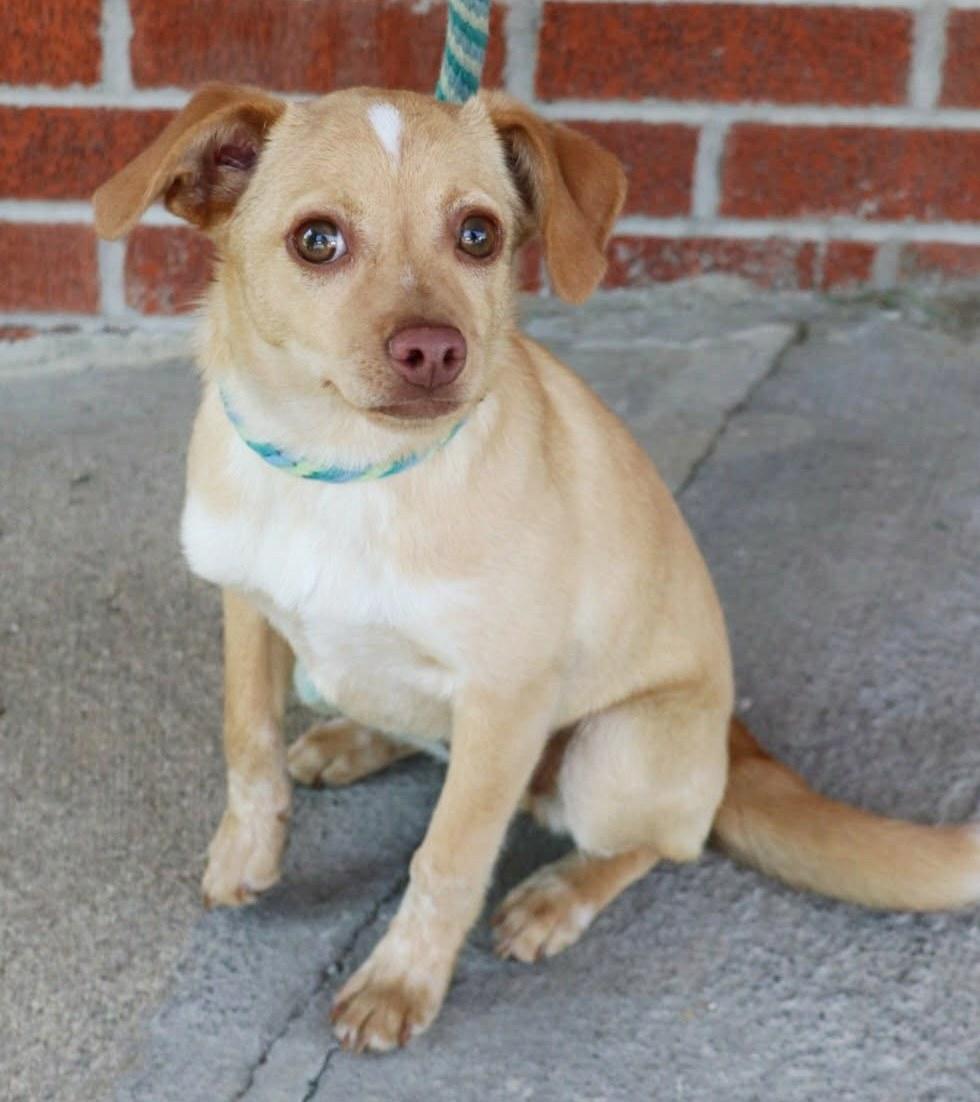 Enlarge Jem, a ADOPTABLE mixed breed in Minneapolis, MN image 4/6