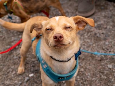 Enlarge Jem, an adopted mixed breed in Minneapolis, MN image 2/6