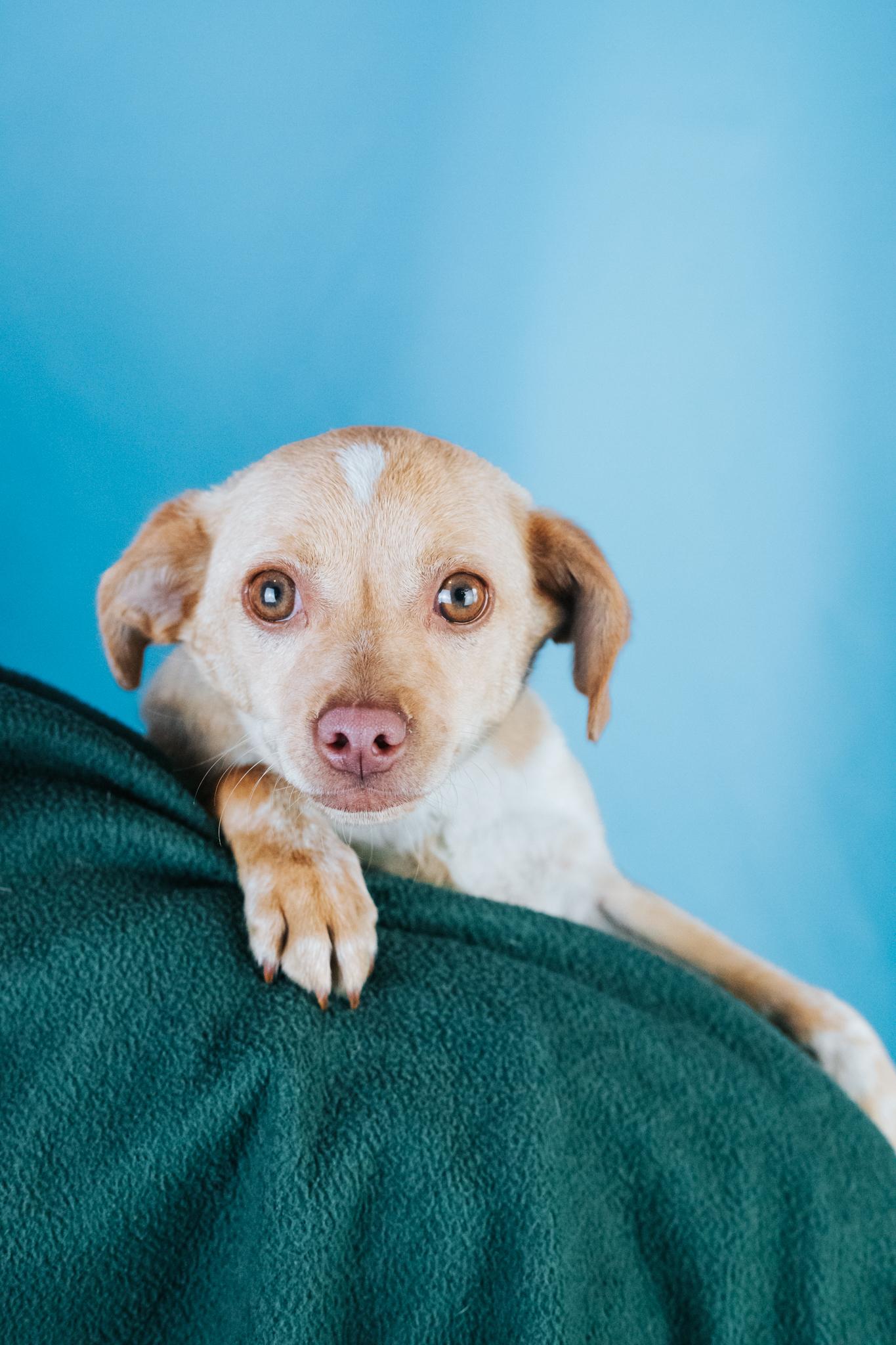 Enlarge Jem, a ADOPTABLE mixed breed in Minneapolis, MN image 1/1