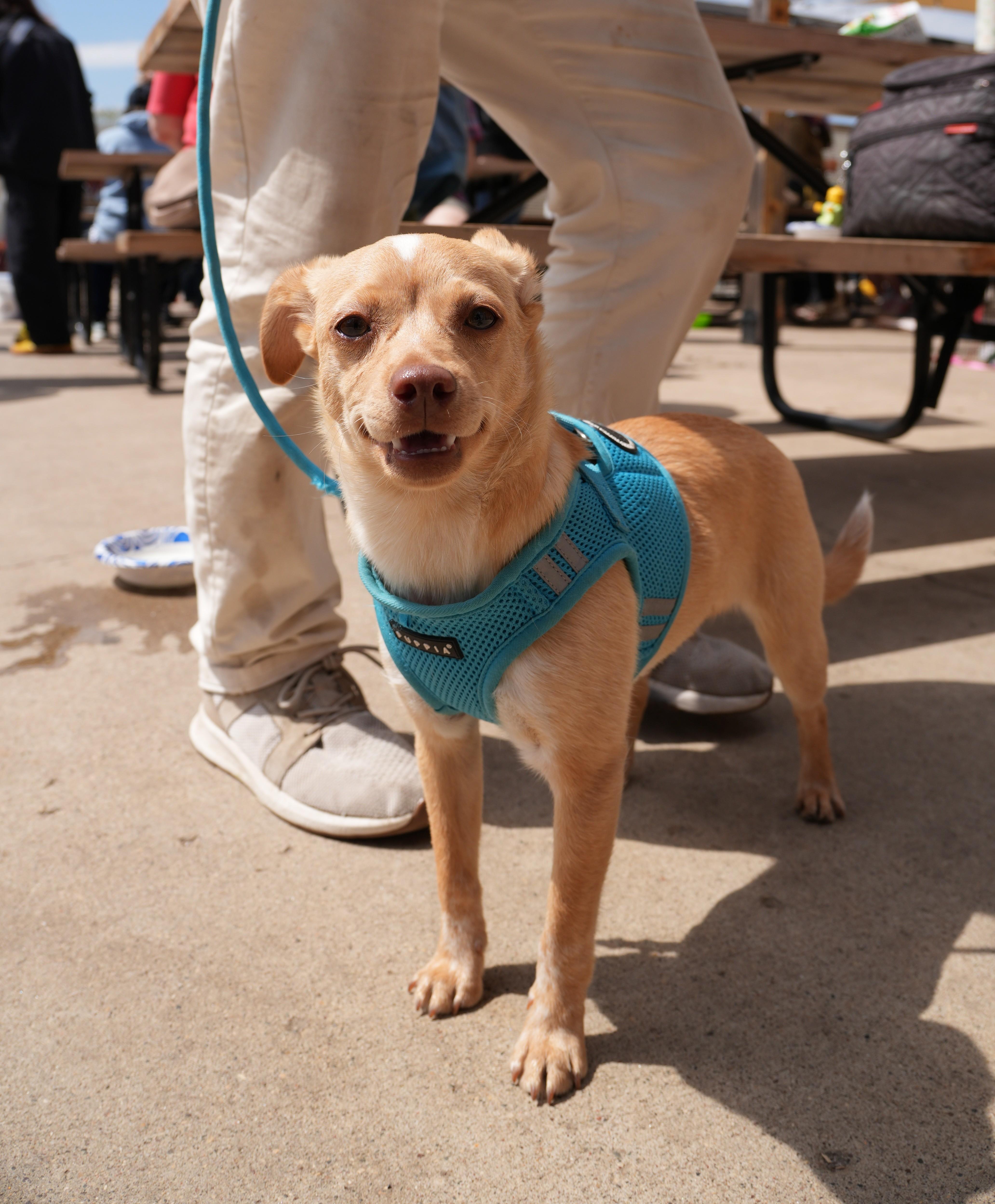 Enlarge Jem, a ADOPTABLE mixed breed in Minneapolis, MN image 2/6