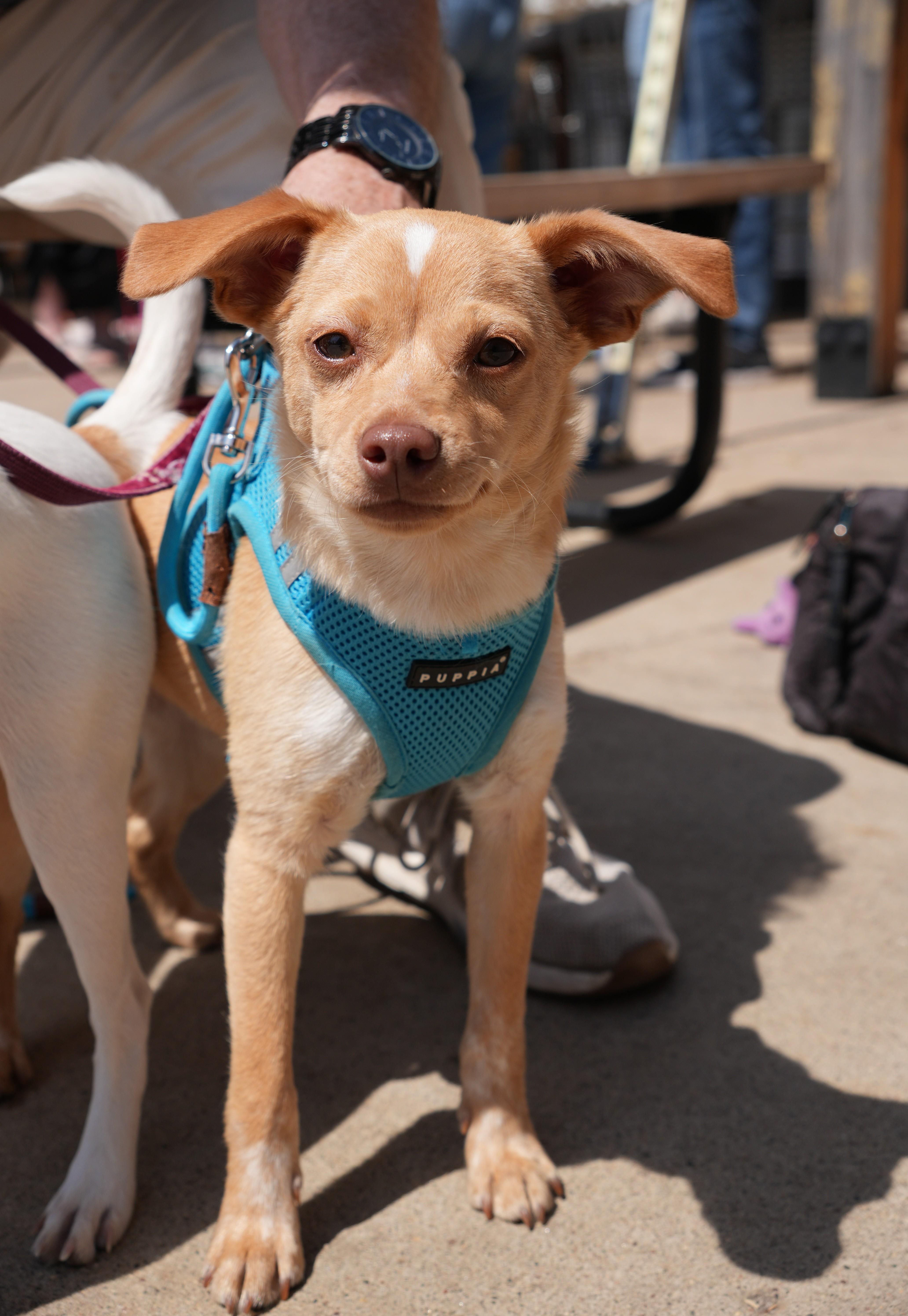 Jem, ADOPTABLE, Puppy Female Beagle & Terrier.