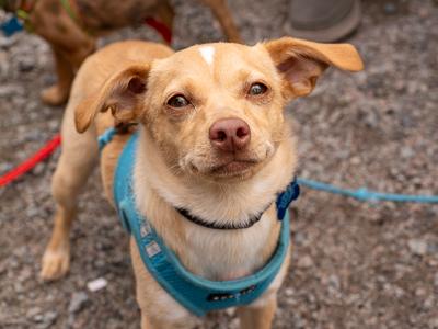 Enlarge Jem, an adopted mixed breed in Minneapolis, MN image 1/6