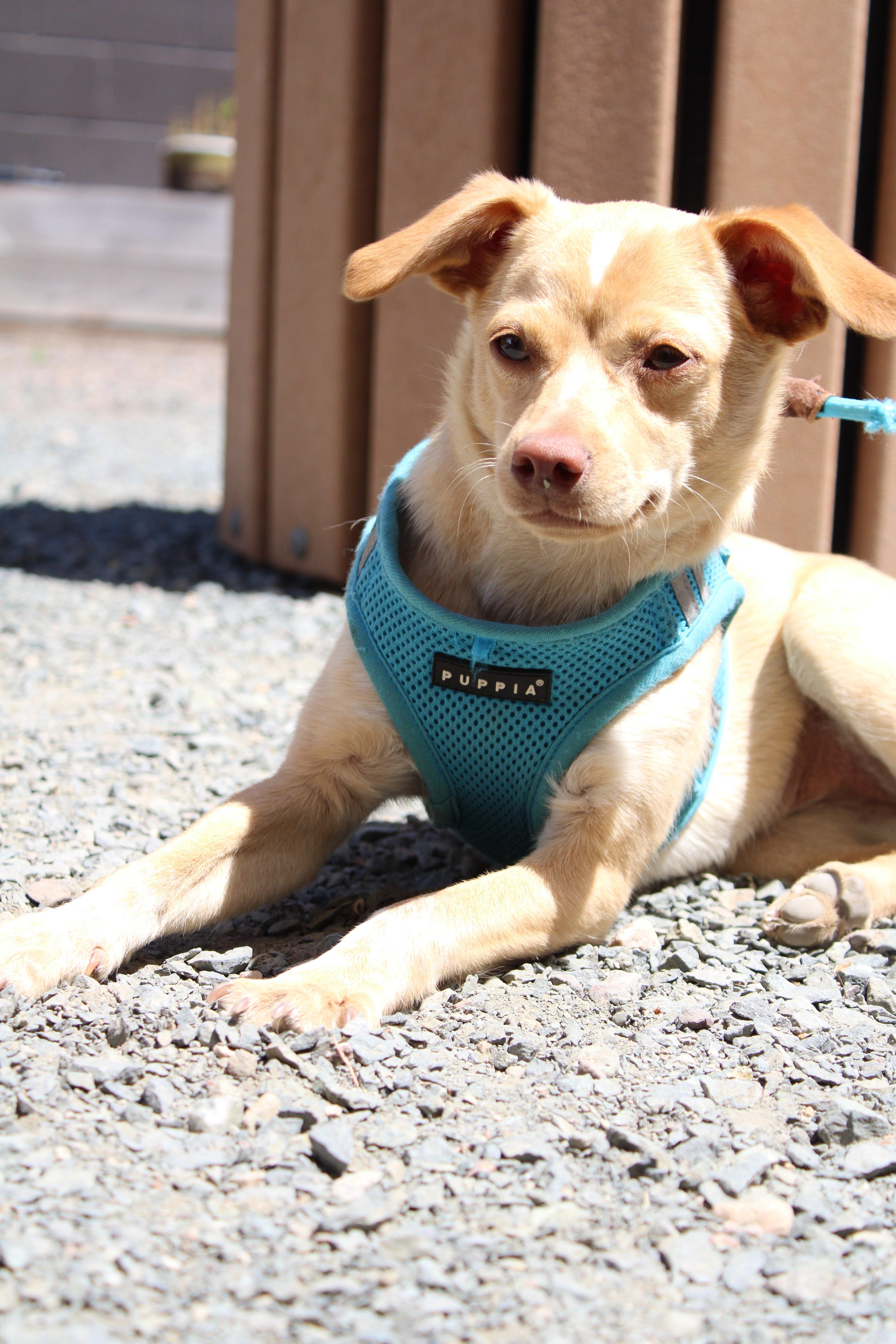 Enlarge Jem, a ADOPTABLE mixed breed in Minneapolis, MN image 3/6