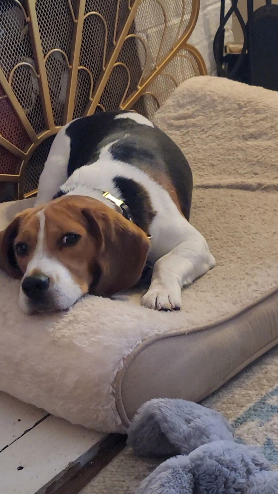 Henry Winkler, Adopted, Young Male Beagle.
