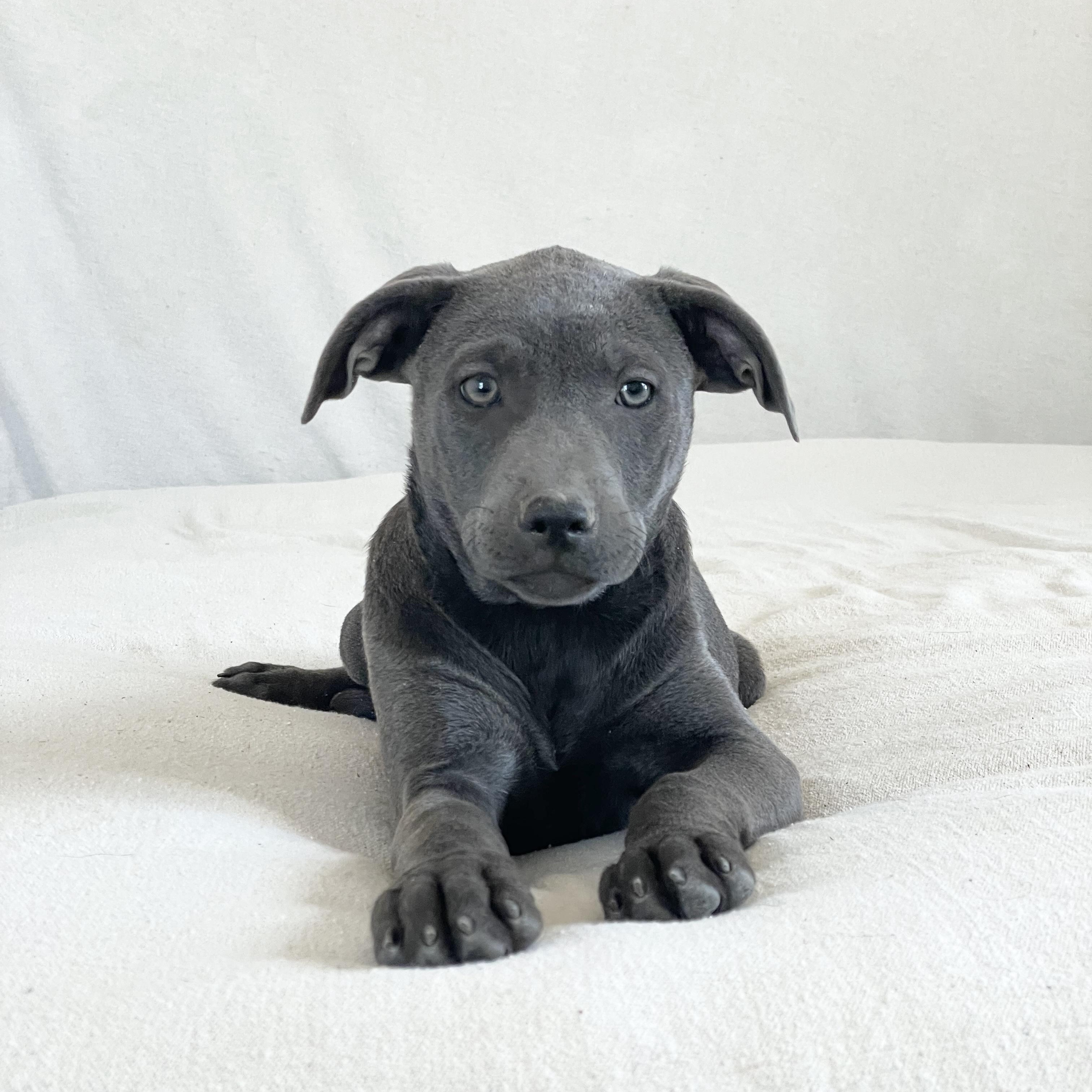 Enlarge Huggable Haslet, a ADOPTABLE mixed breed in West Hartford , CT image 3/4