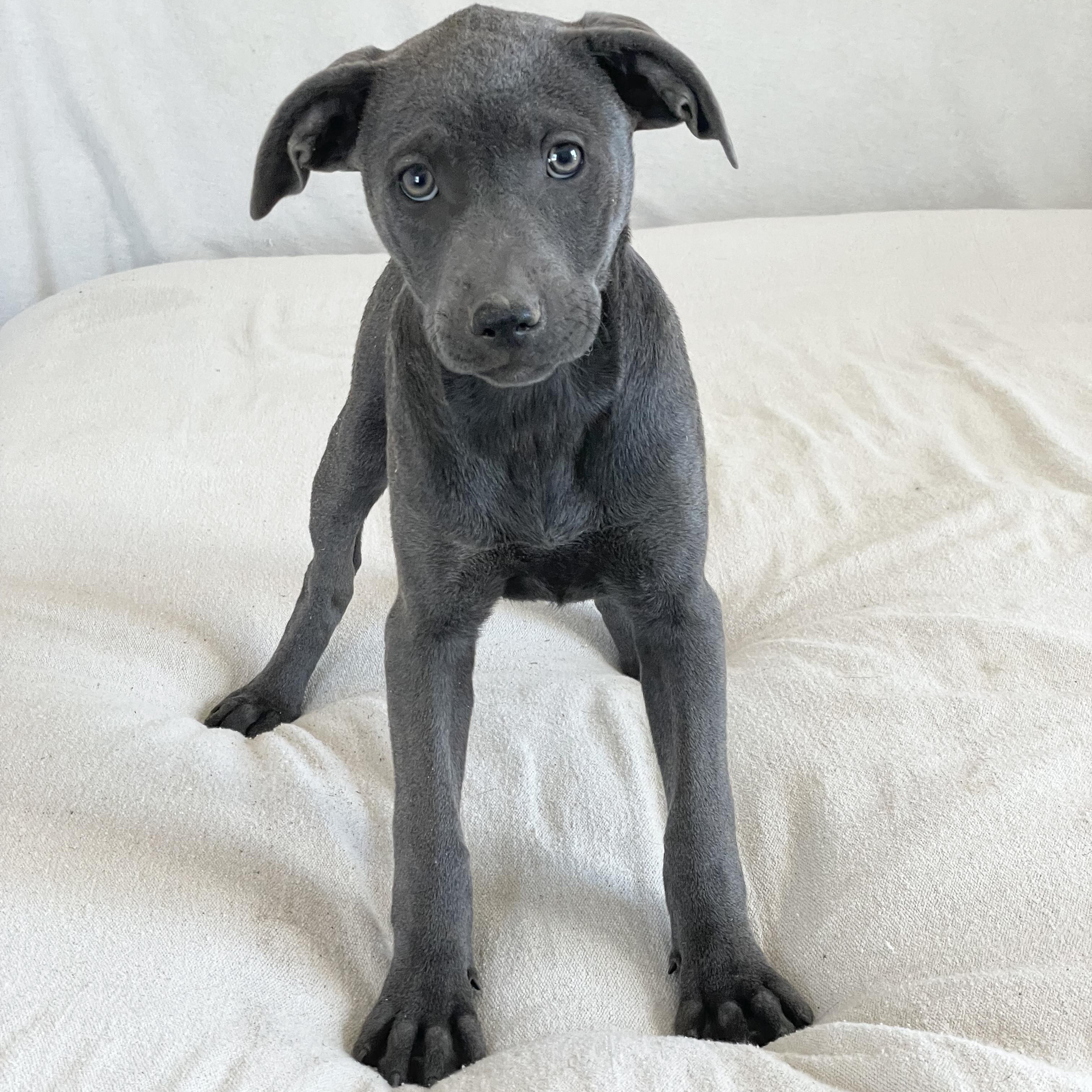 Enlarge Huggable Haslet, a ADOPTABLE mixed breed in West Hartford , CT image 2/4