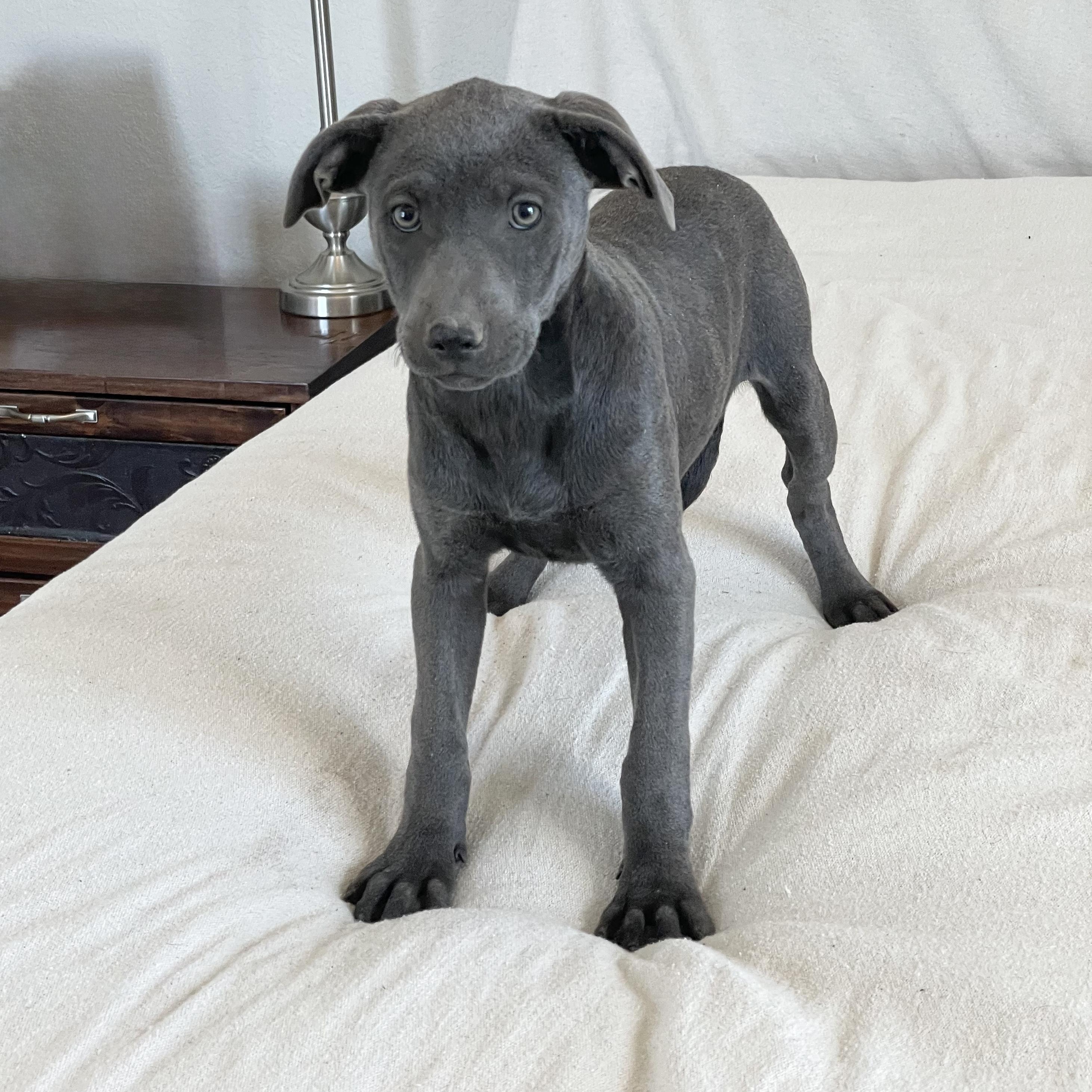 Enlarge Huggable Haslet, a ADOPTABLE mixed breed in West Hartford , CT image 4/4