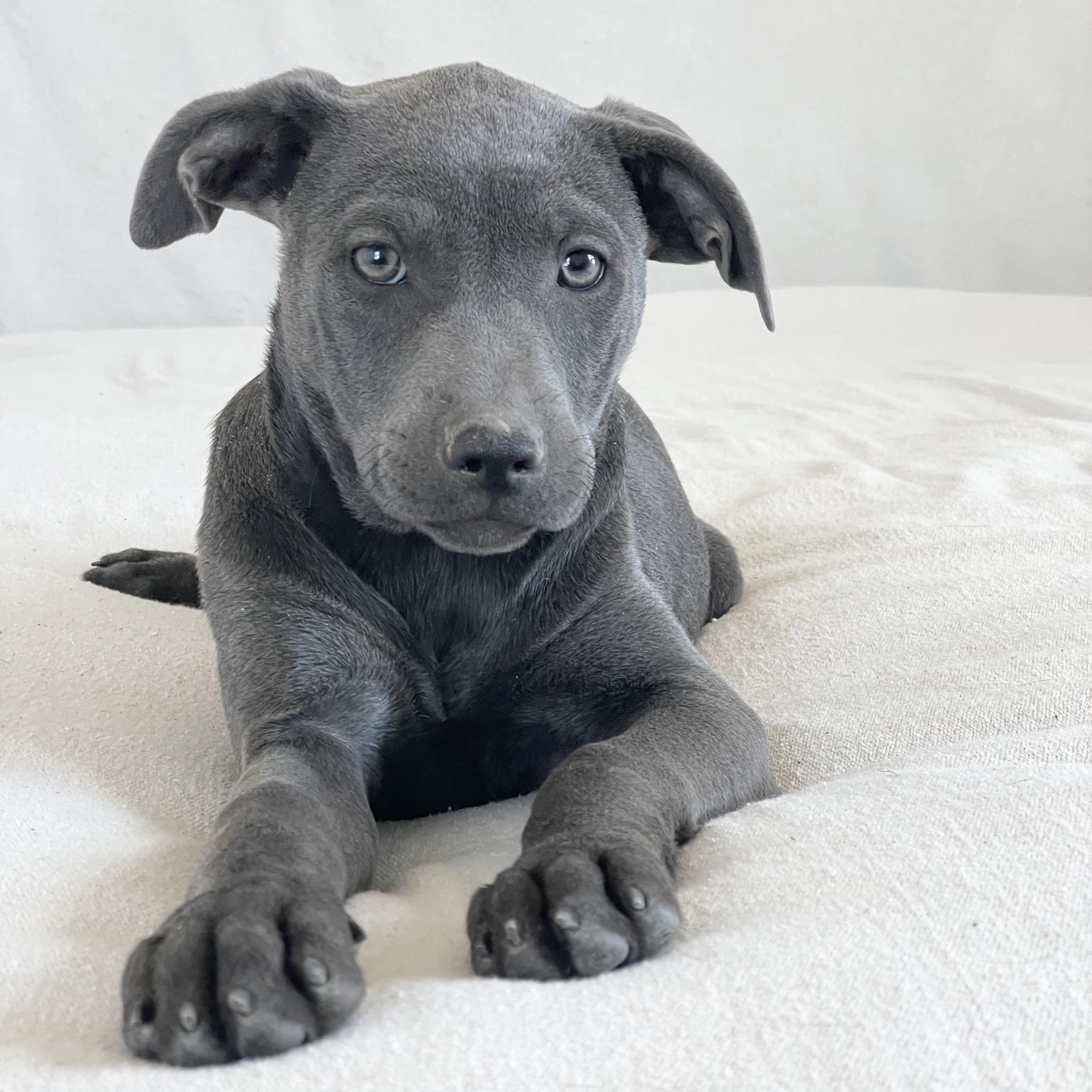 Enlarge Huggable Haslet, a ADOPTABLE mixed breed in West Hartford , CT image 1/4