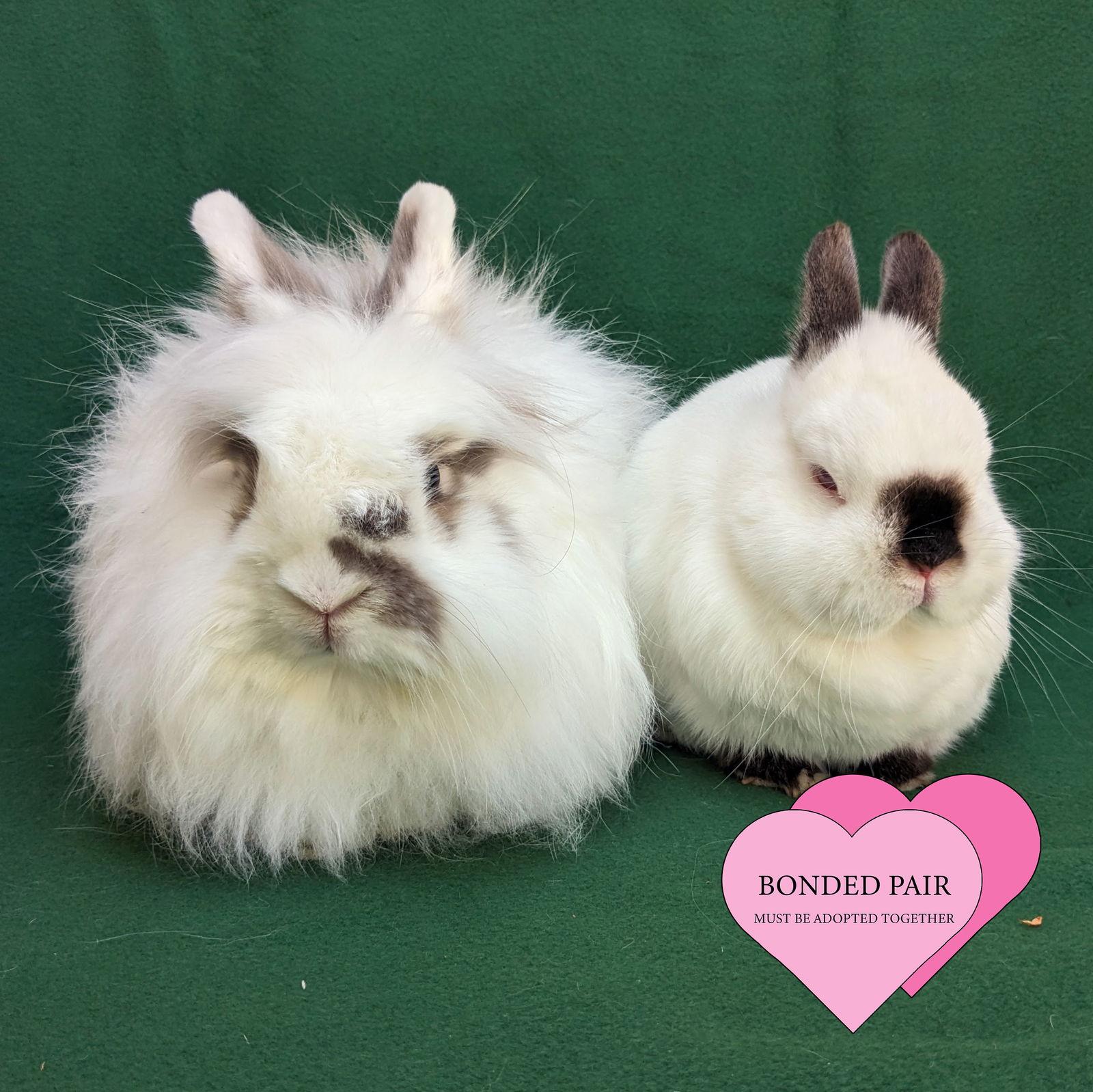 Enlarge Frida, a Adoptable Jersey Wooly in Antioch, CA image 2/2