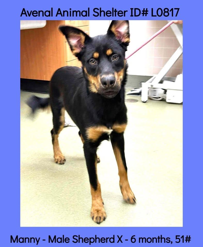 Enlarge Manny, a ADOPTABLE mixed breed in Avenal, CA image 1/1