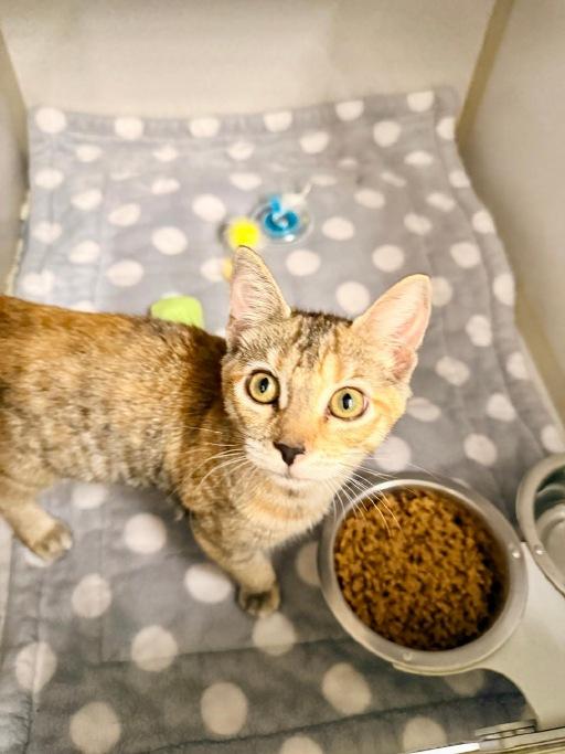 Enlarge Wanda, a Adopted Domestic Short Hair in Winter Haven, FL image 2/2