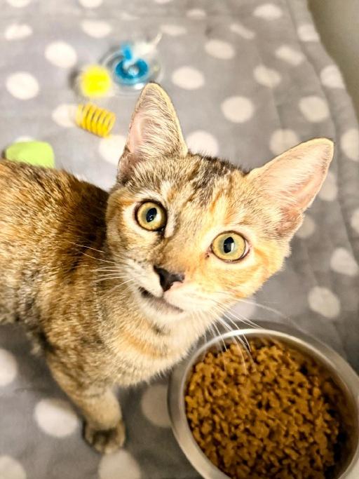 Wanda, Adopted, Kitten Female Domestic Short Hair.