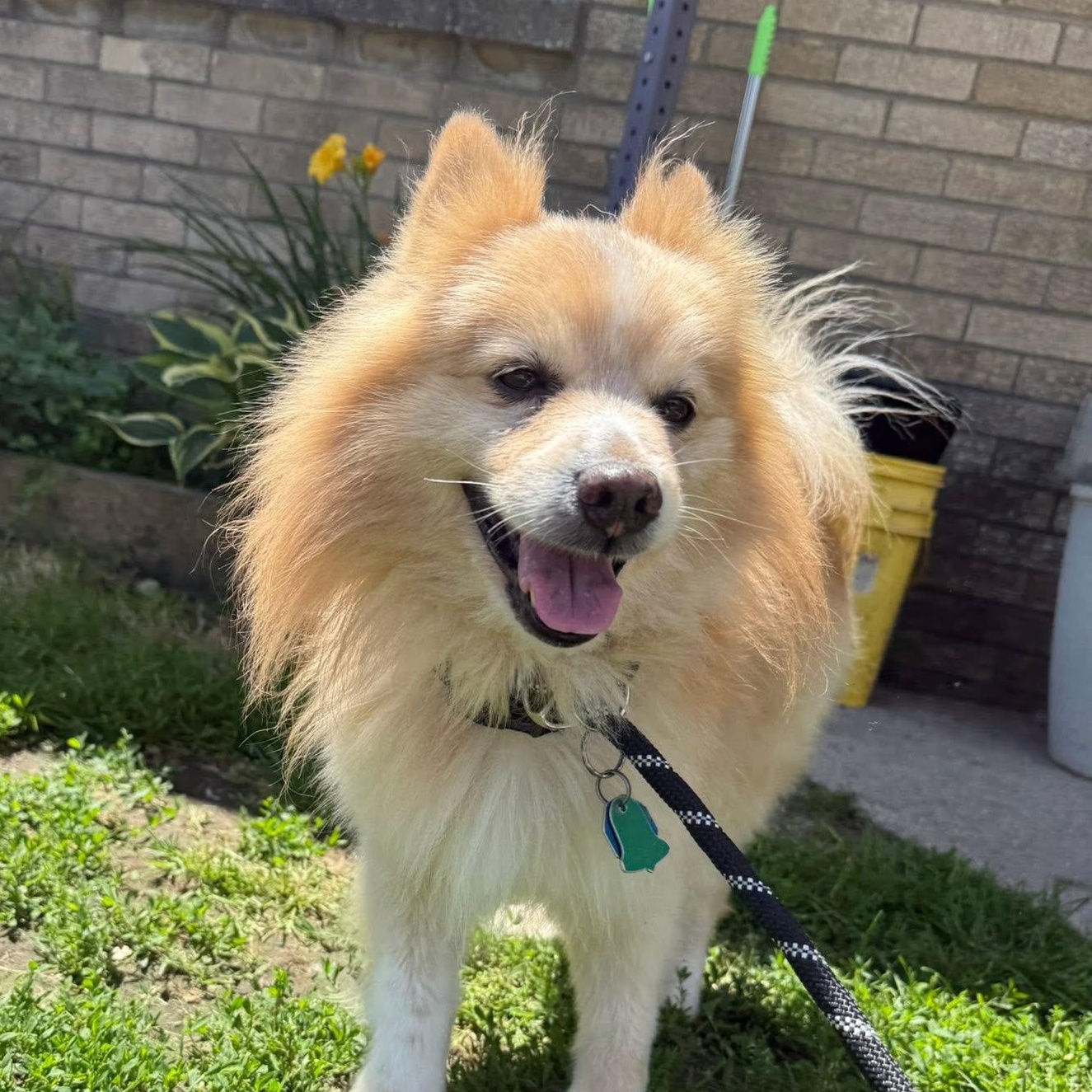 Devin, adopted, Senior Male Pomeranian.