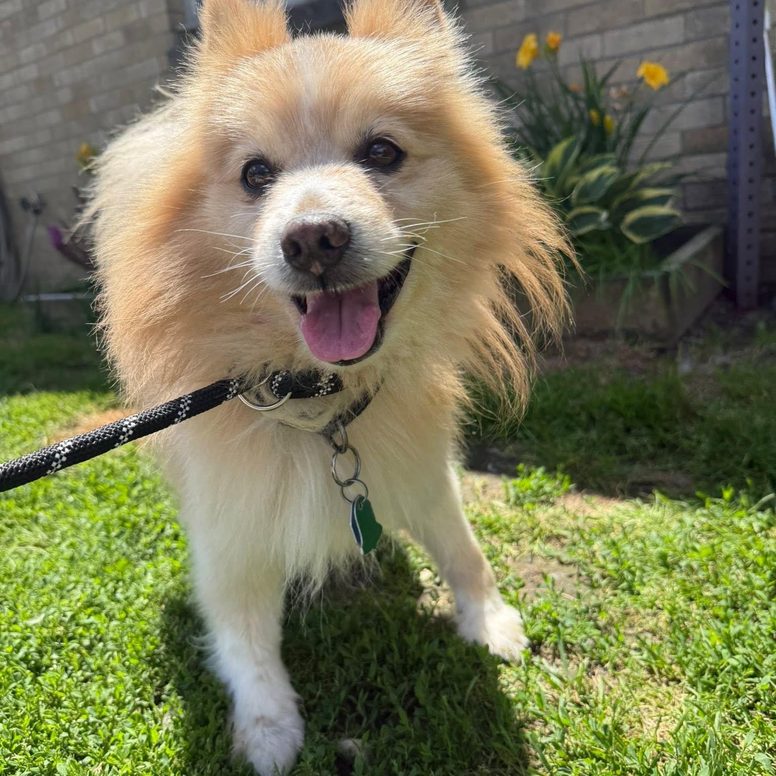 Devin, an adopted Pomeranian in Alma, MI image 2/2