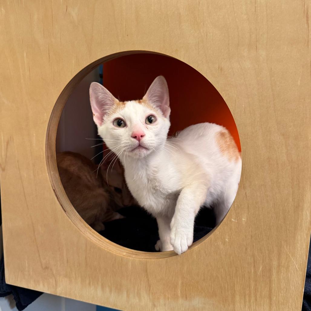 Enlarge Pitbull, a Adoptable Domestic Short Hair in Playa Vista, CA image 2/2