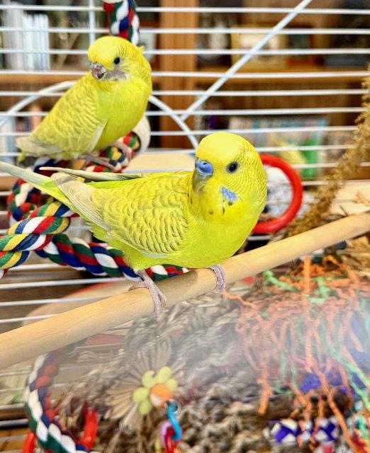 Max & Ruby, Adopted, Young Male Budgie / Budgerigar.