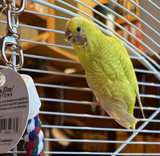 Max & Ruby, a Adopted Budgie / Budgerigar in Belford, NJ image 2/3