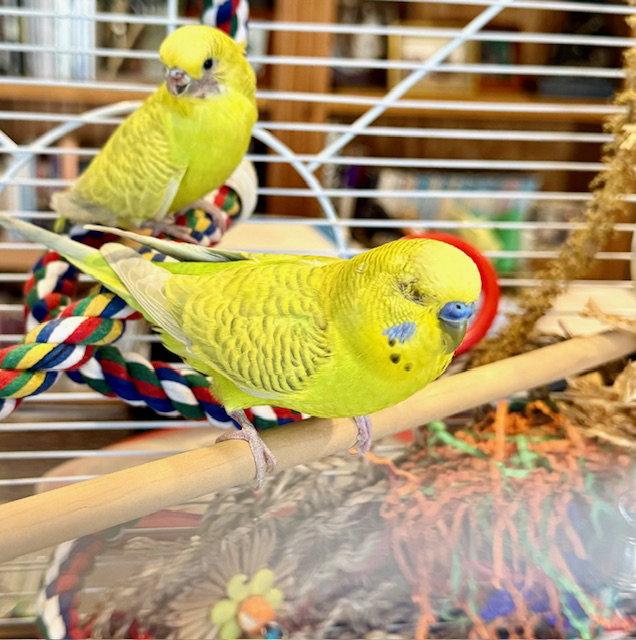 Max & Ruby, a Adopted Budgie / Budgerigar in Belford, NJ image 3/3