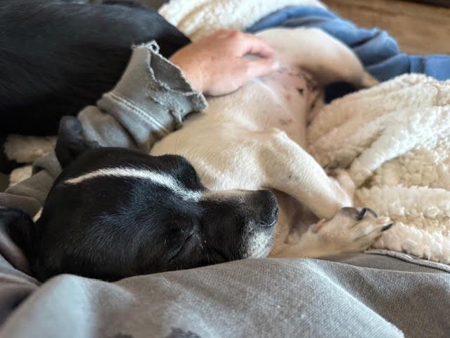 Rogue, a ADOPTABLE mixed breed in Huson, MT image 5/6